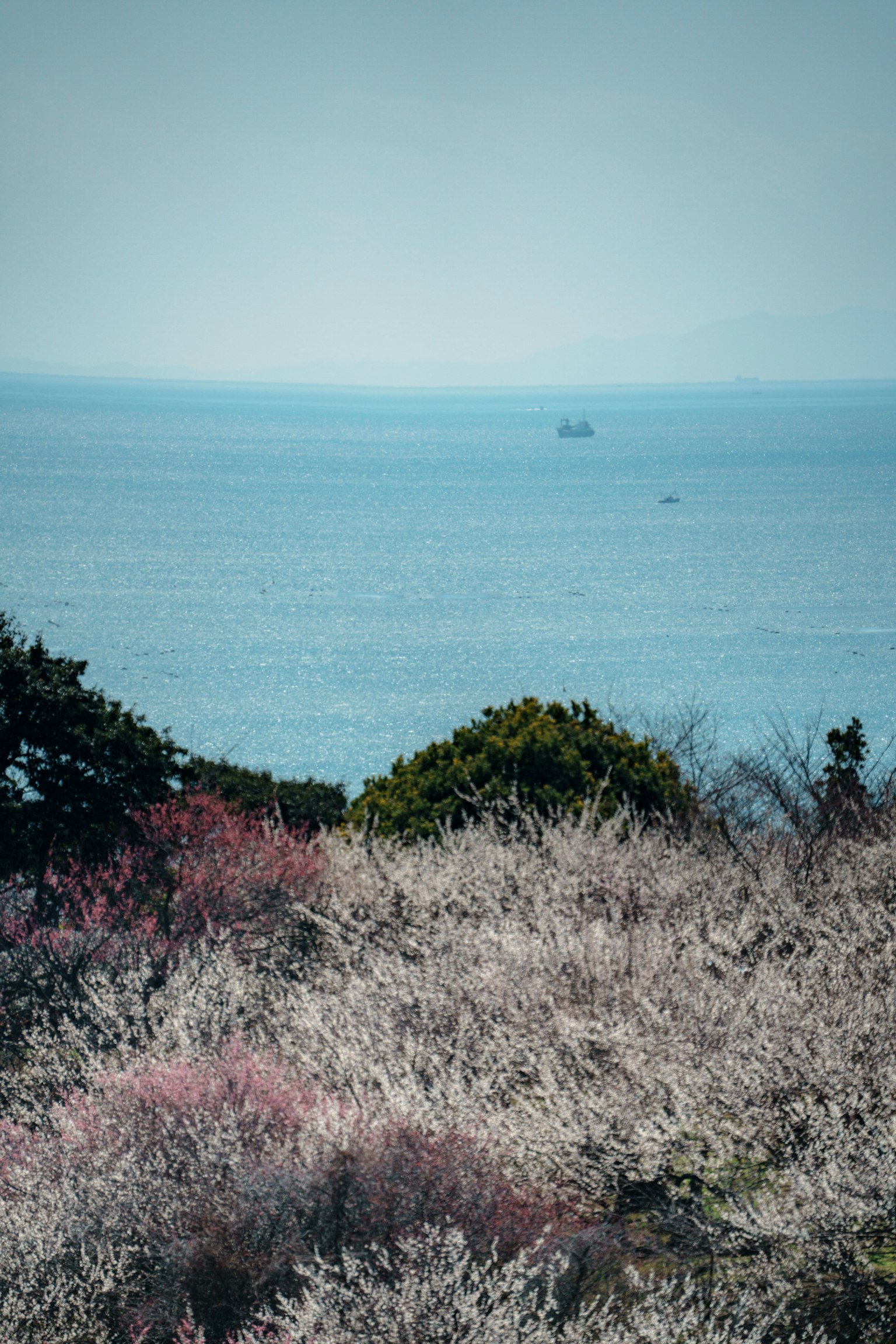 Scenic view of the sea with blooming flowers and distant boats