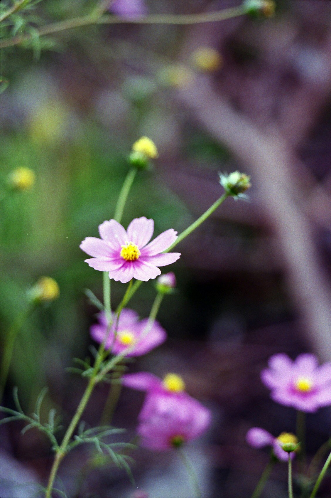 ピンクのコスモスが咲く草花のクローズアップ