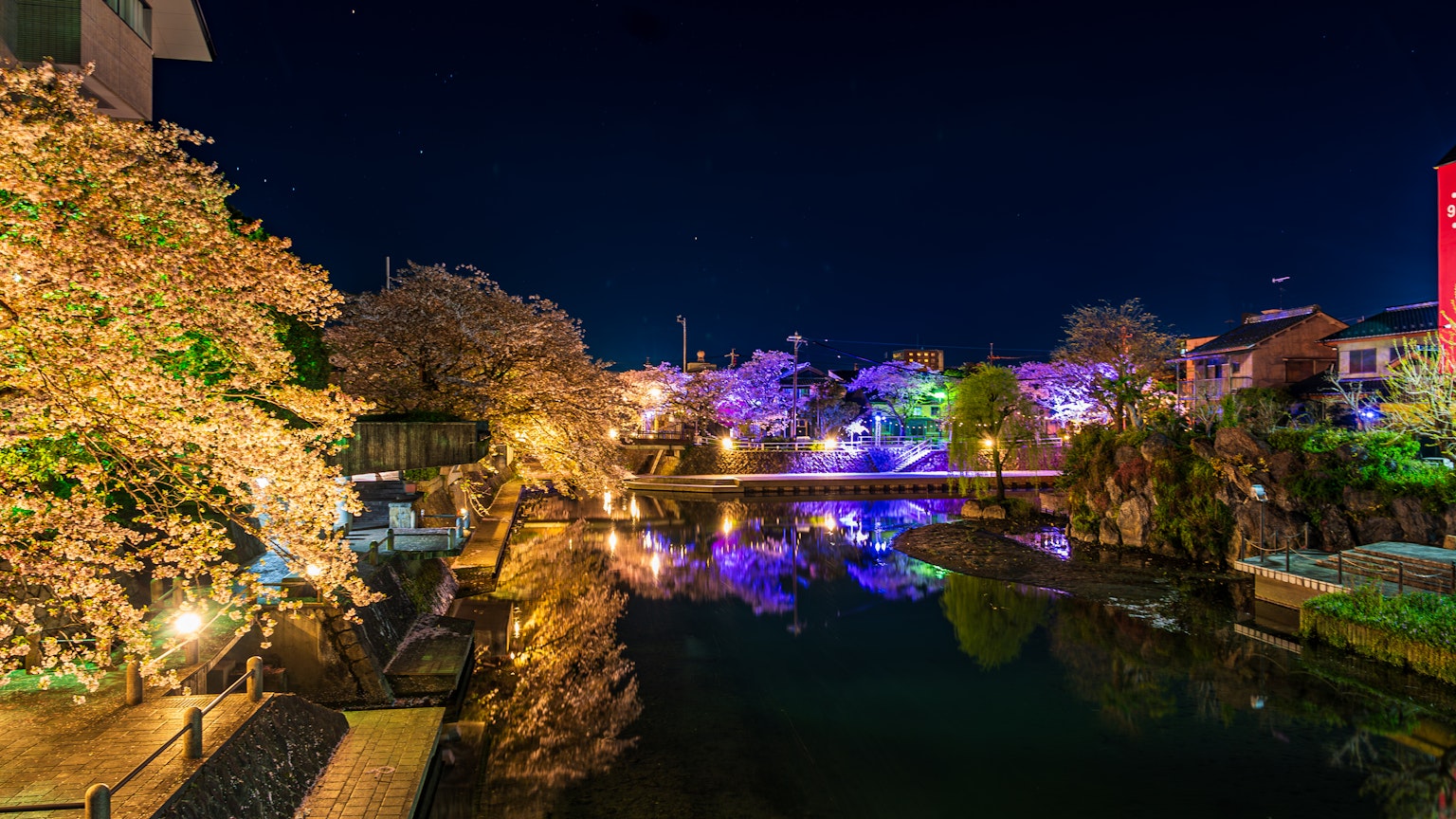 Pemandangan malam bunga sakura di tepi sungai