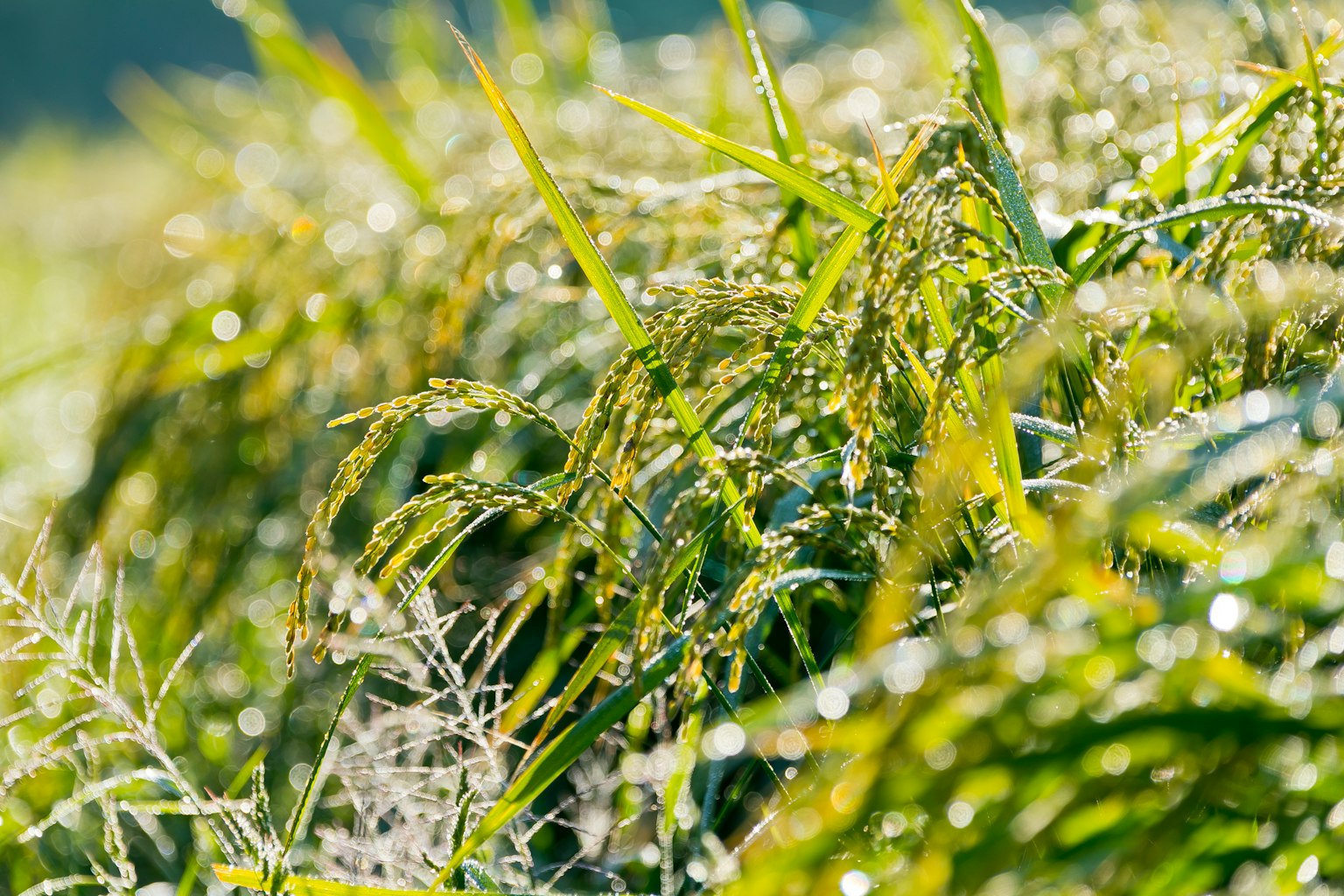 Plantes de riz vertes couvertes de rosée dans un champ