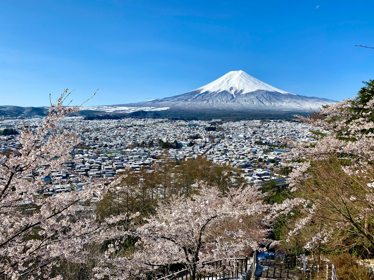 富士山与樱花树的景观