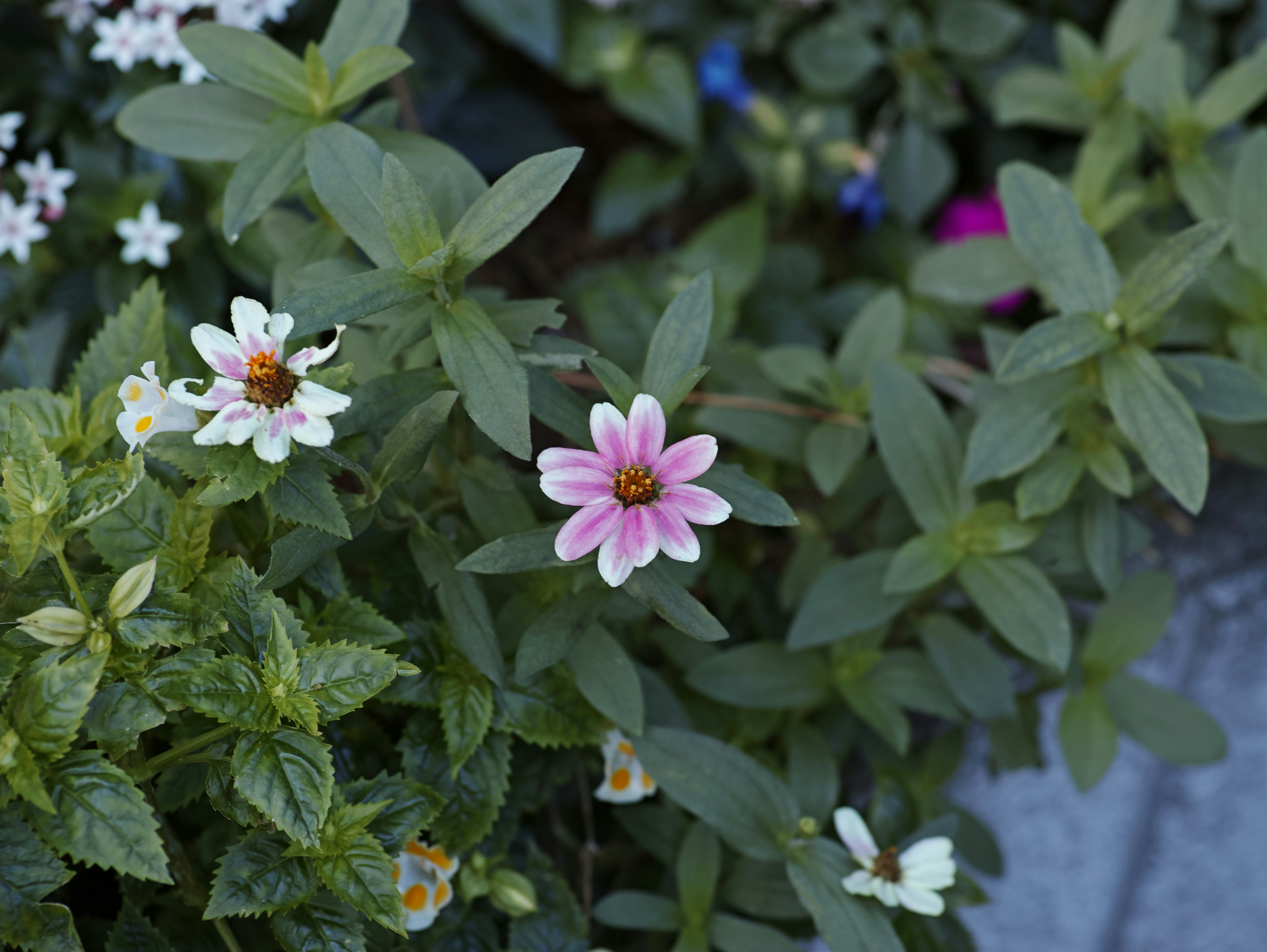 close-up of garden plants with flowers and leaves