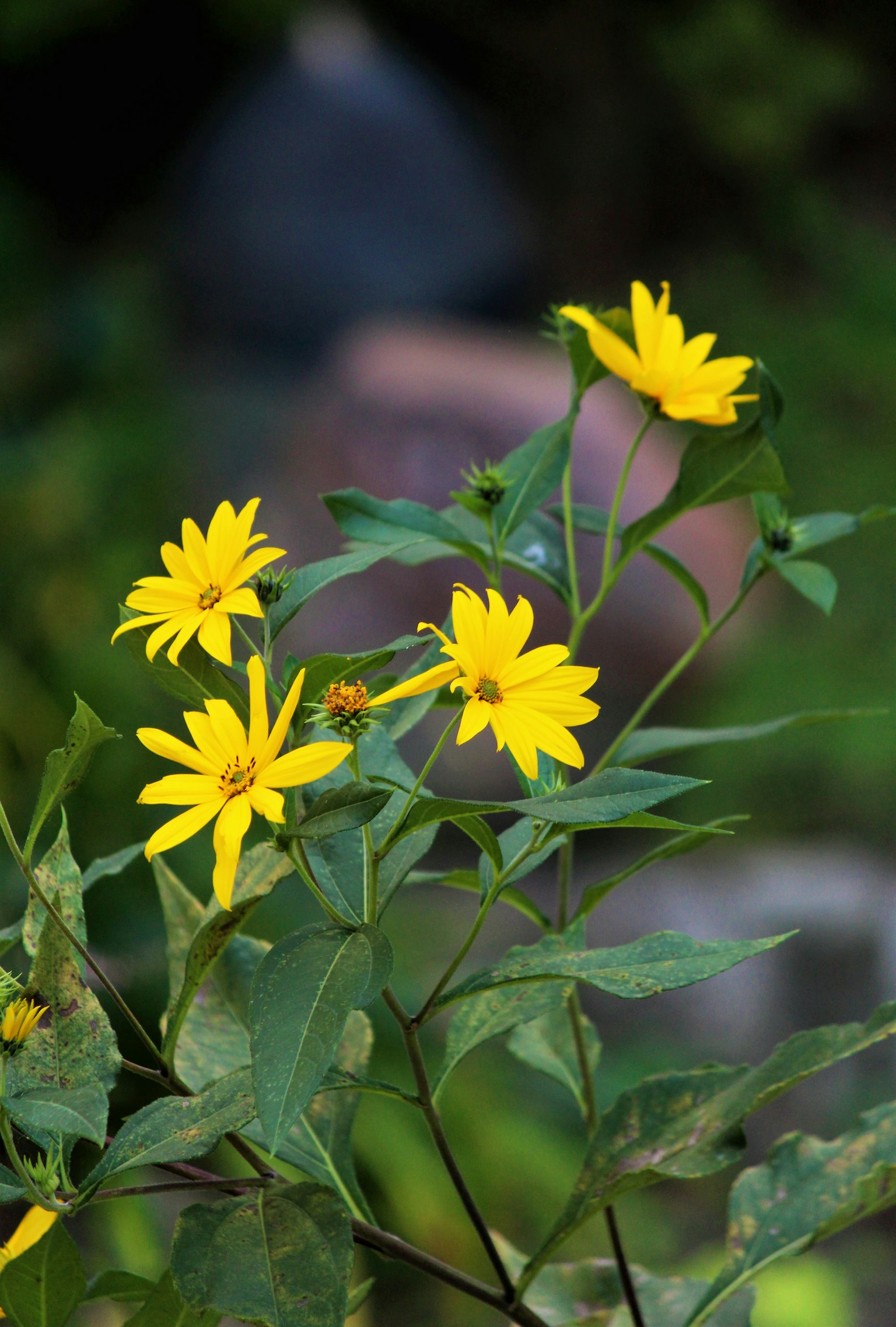 Primo piano di una pianta con fiori gialli su sfondo sfocato di pietra