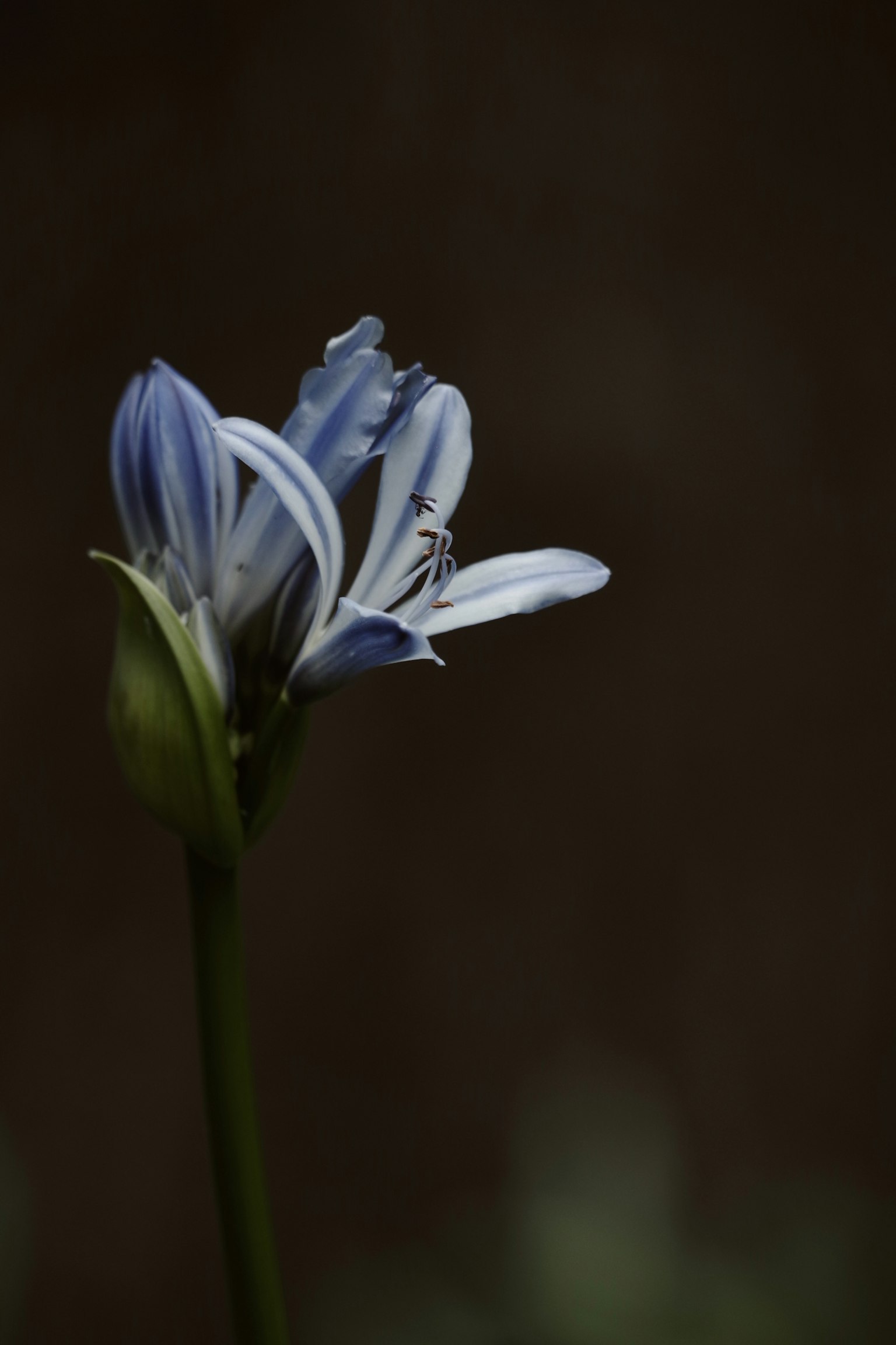 Eine zarte blaue Blume mit weißen Akzenten vor einem dunklen Hintergrund