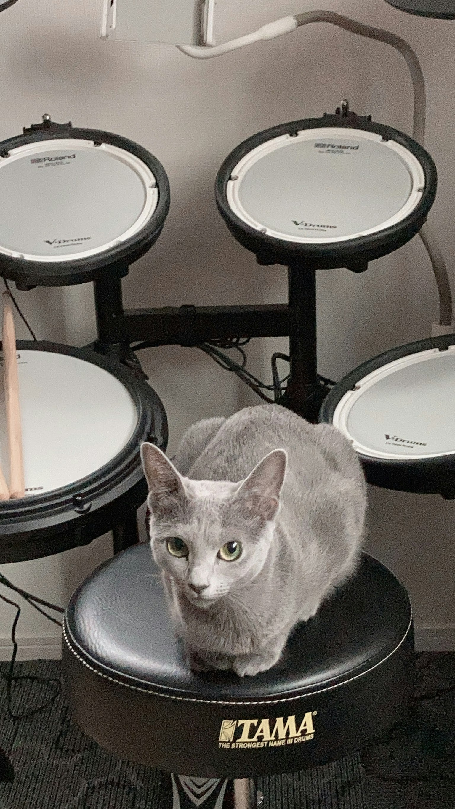 Un gatto grigio seduto su una sedia da batteria accanto a batterie elettroniche