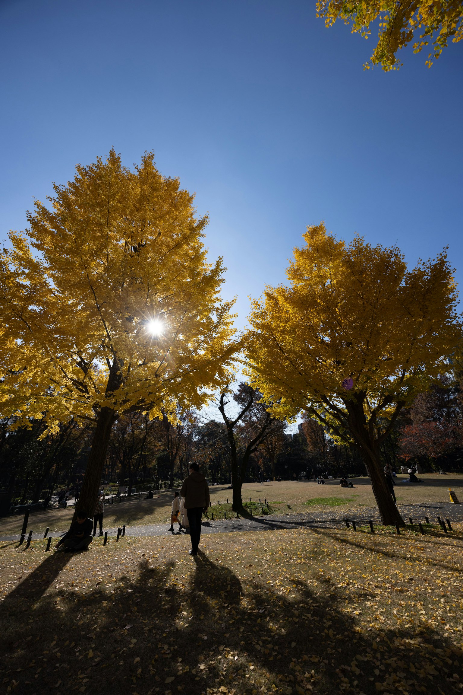 Eine Person, die in einem Park mit gelbblättrigen Bäumen unter einem klaren blauen Himmel geht
