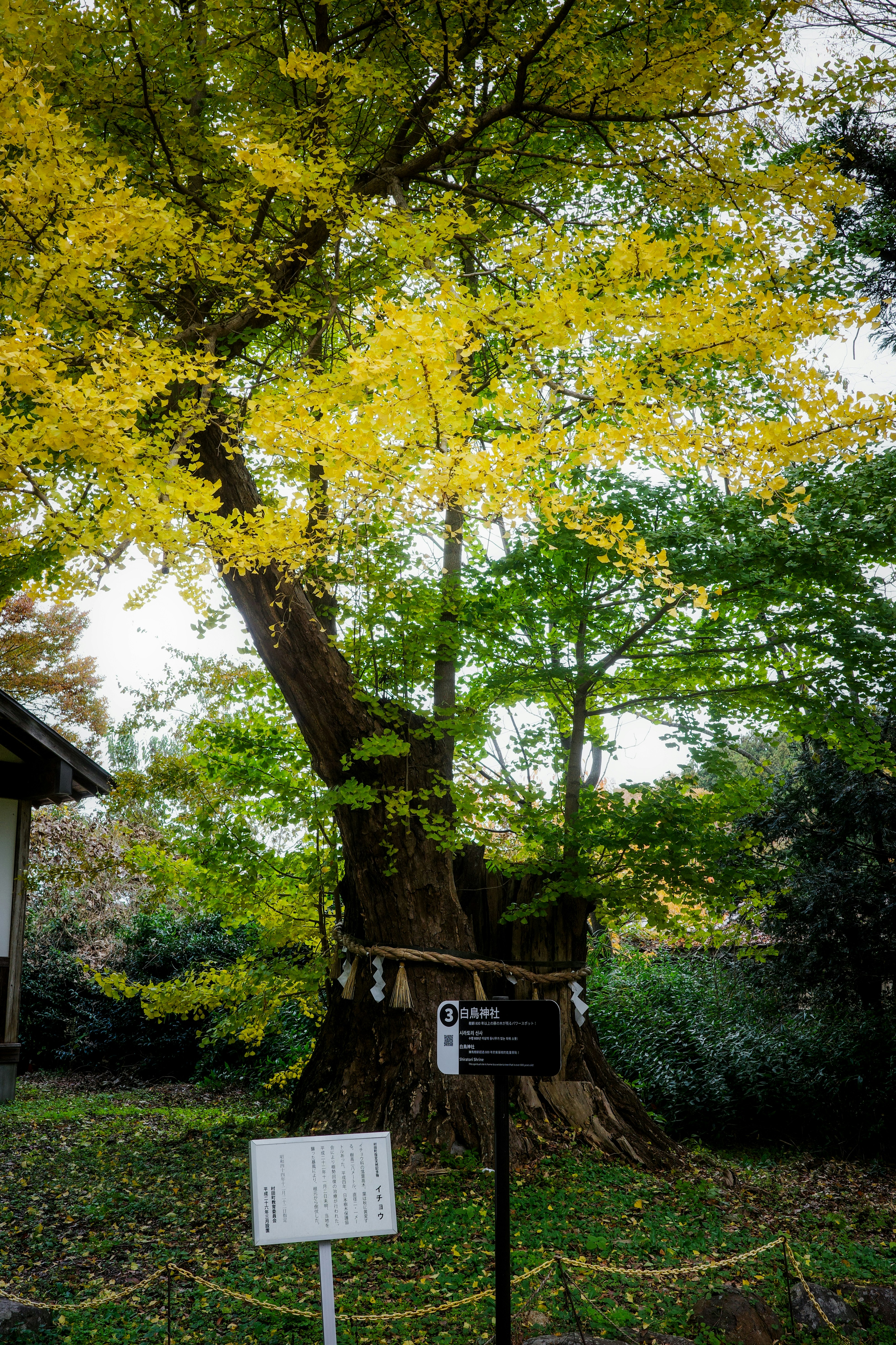 秋の庭園で大きな木と案内板が並ぶ風景