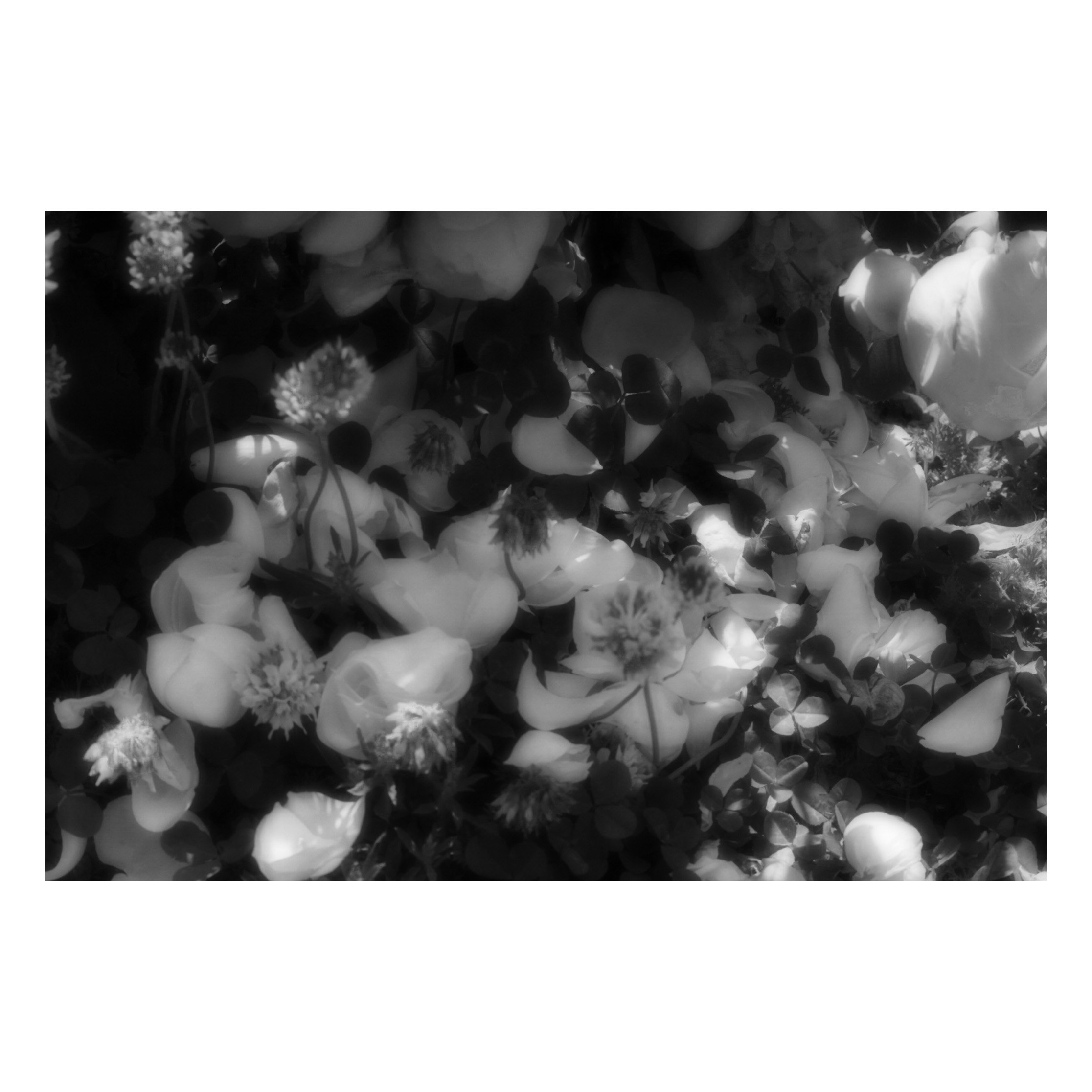 花びらのような白い花が敷き詰められたモノクロの花畑