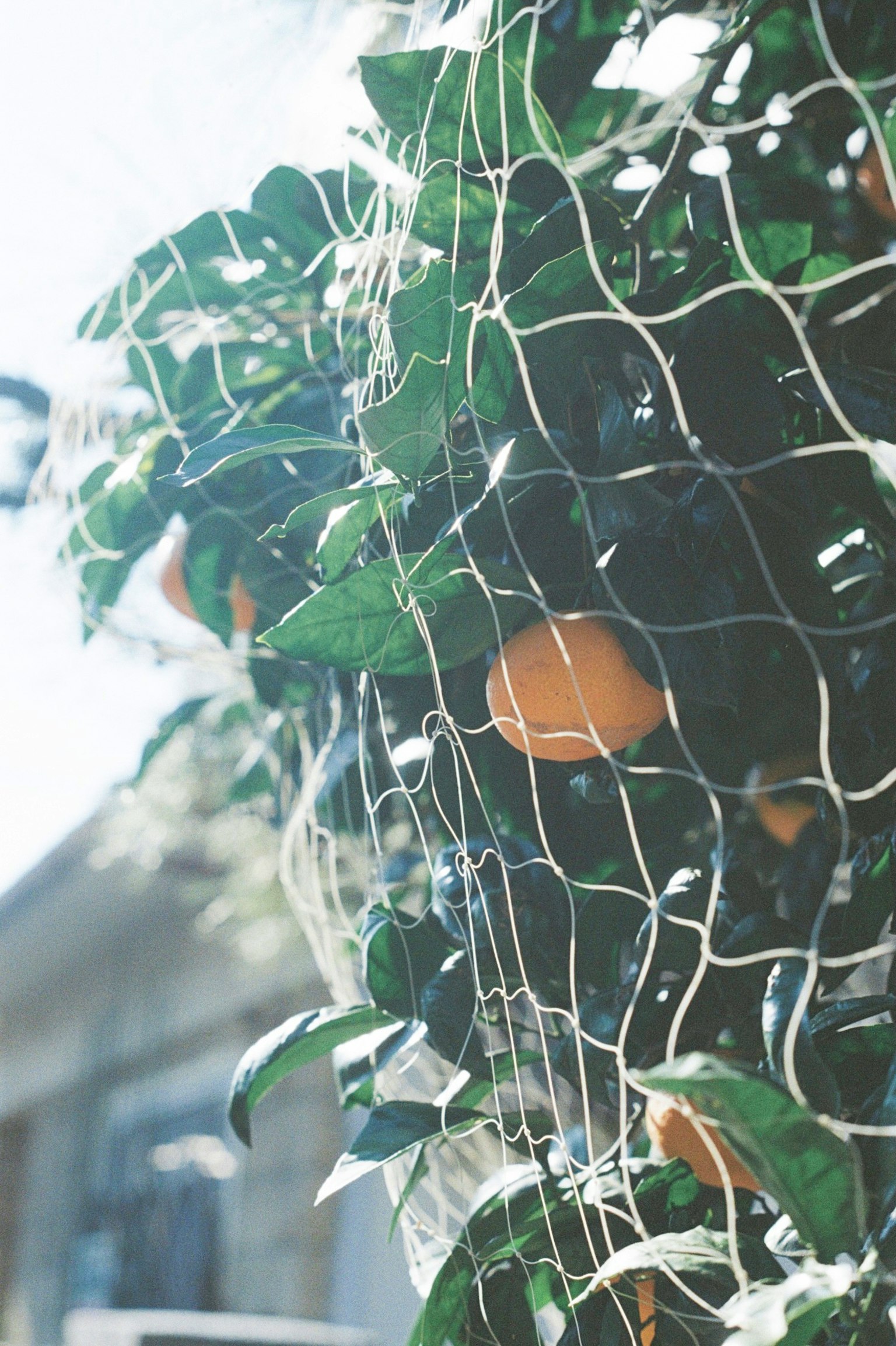 Close-up image of an orange tree with a white net and green leaves