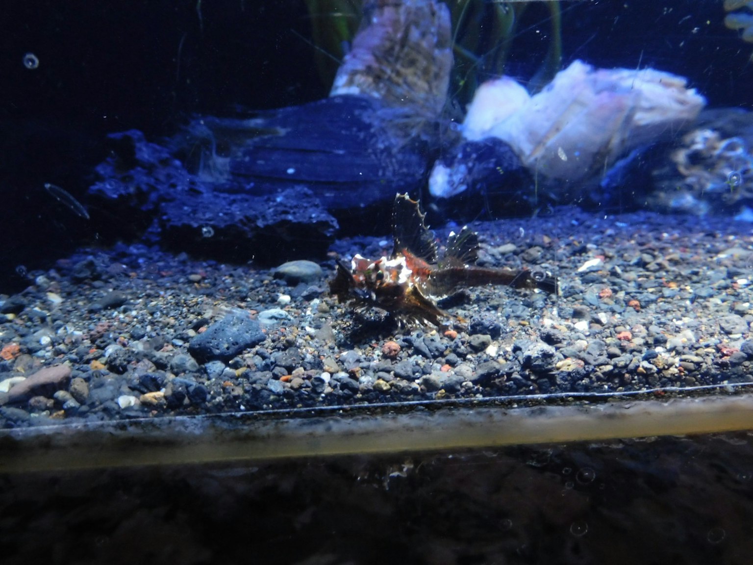 Kleiner Fisch am Boden eines Aquariums mit sandigem Substrat