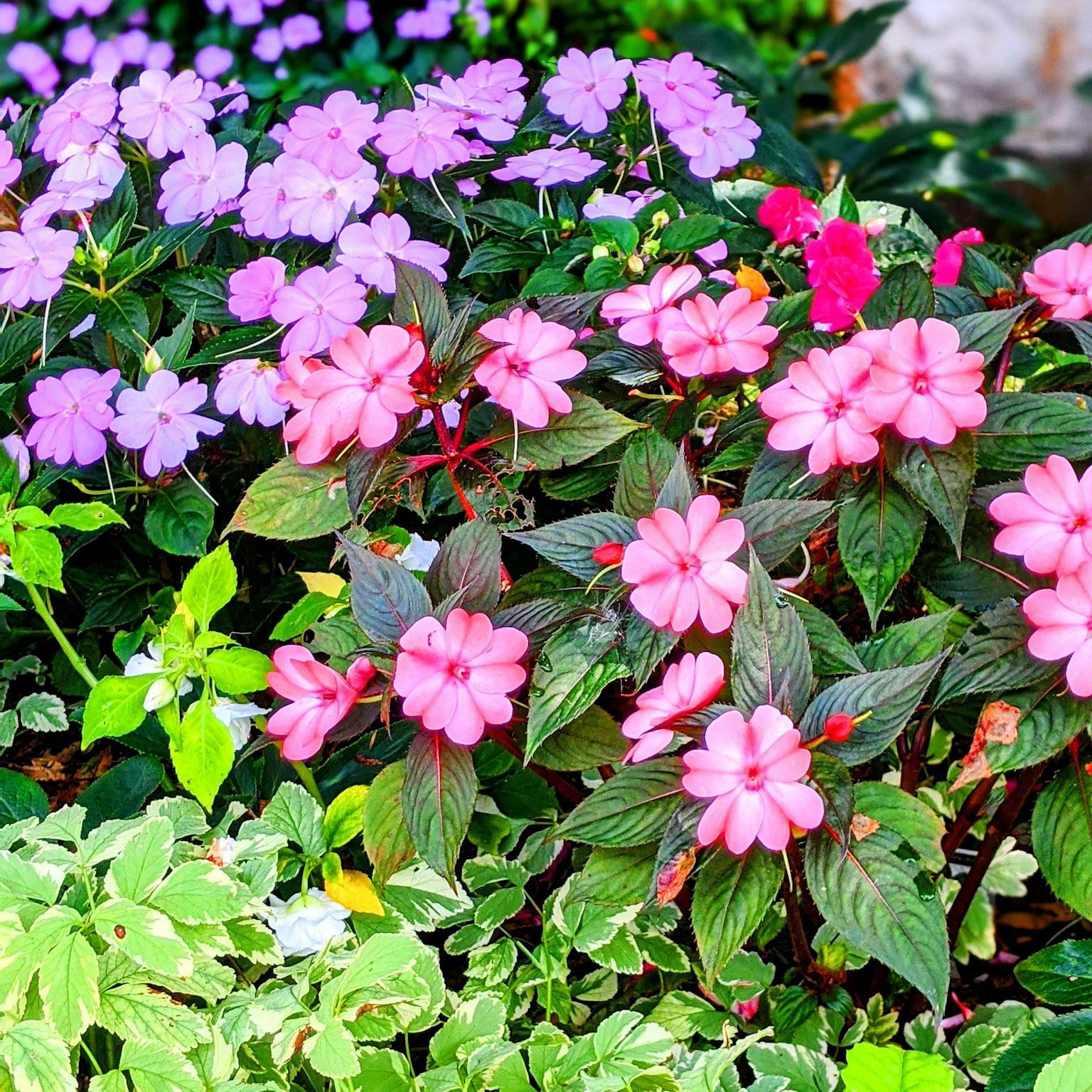 ทิวทัศน์สวนที่มีดอกไม้สีม่วงและสีชมพูบาน