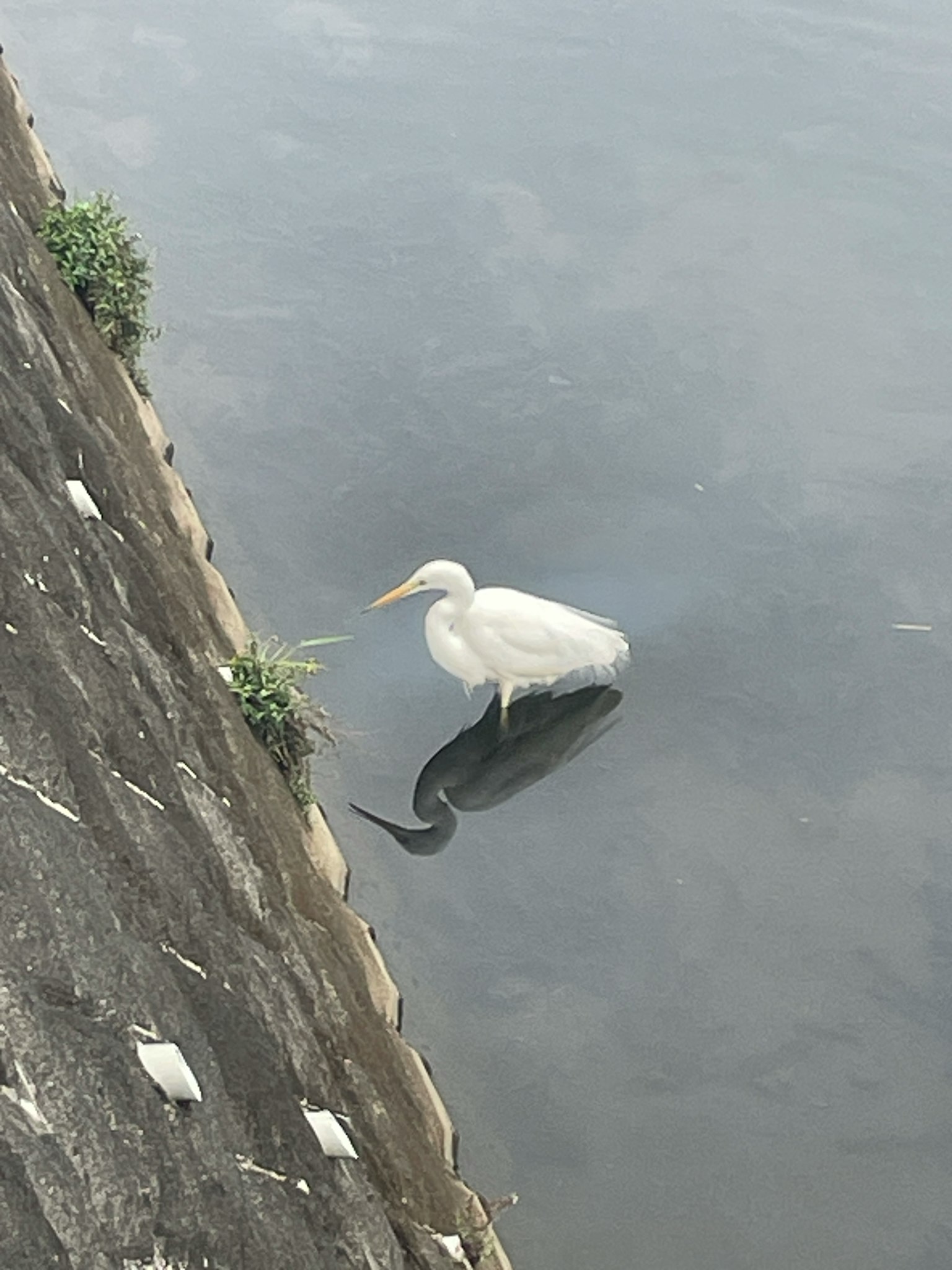 一隻白鷺站在平靜的水面上