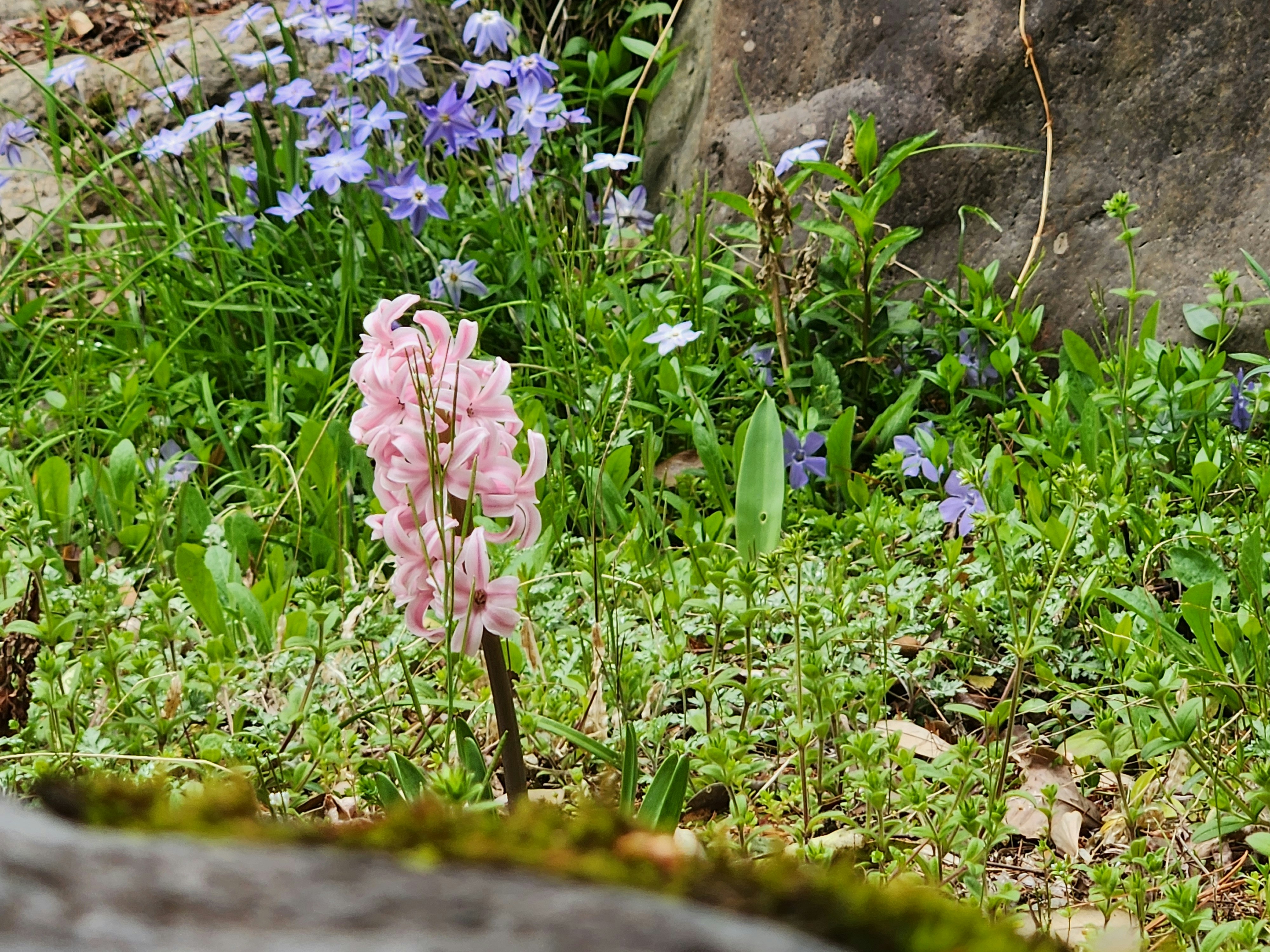 里山の草地に咲くヒヤシンスとピンクの花