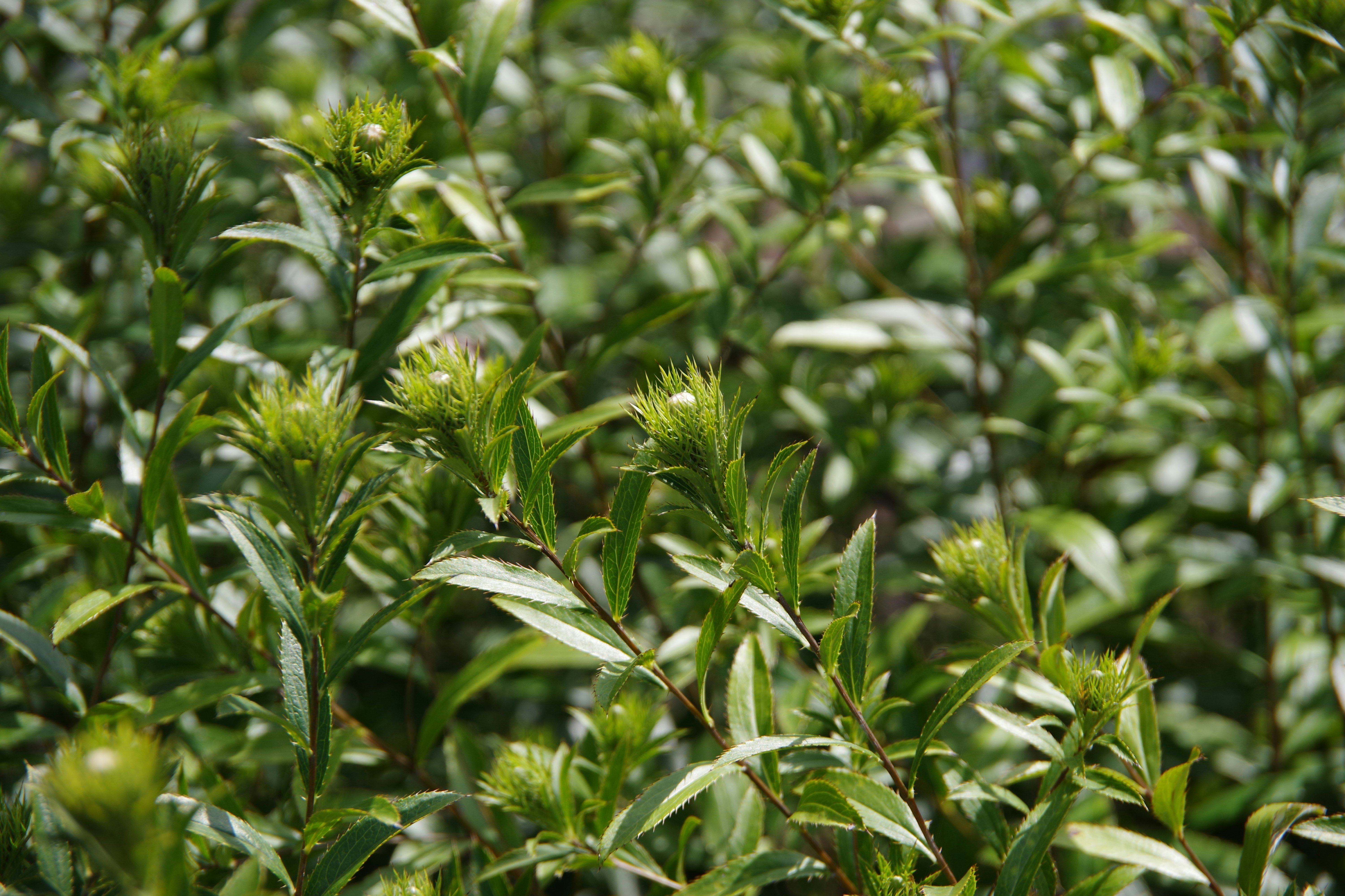 緑の葉に囲まれた若い芽が揺れる植物の群生