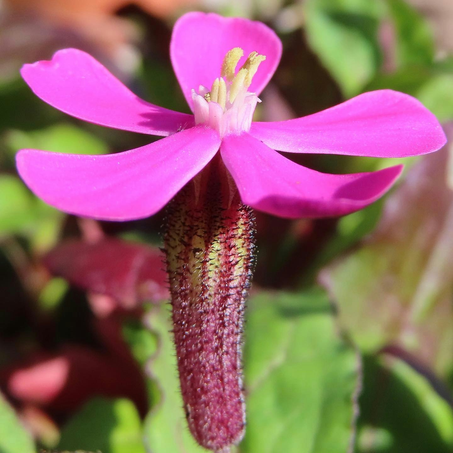 鮮やかなピンクの花のクローズアップ