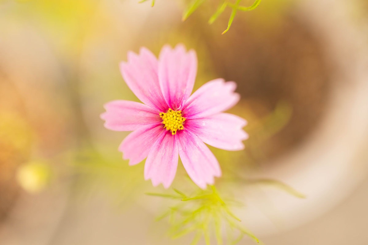 庭のコスモスの花のマクロ背景ボケ
