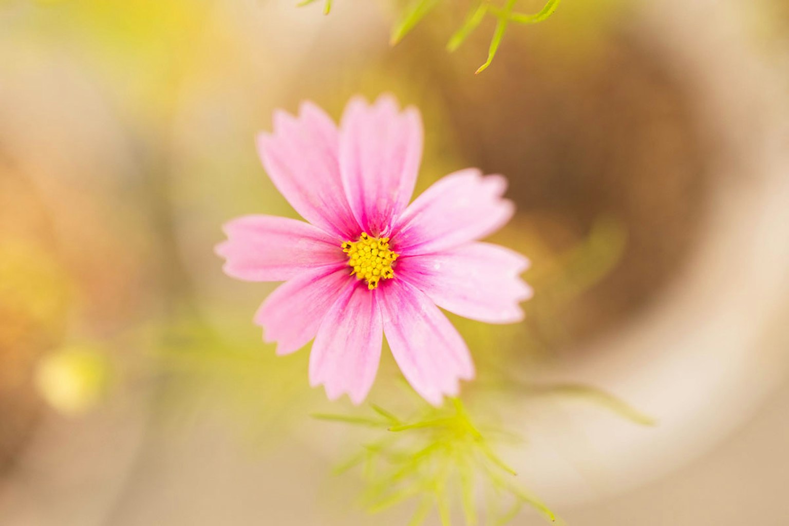 Một bông hoa cosmos hồng nhạt ở giữa với nền mờ mềm mại
