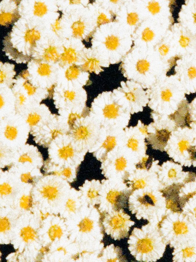 白い花びらの小さなマーガレットの群生