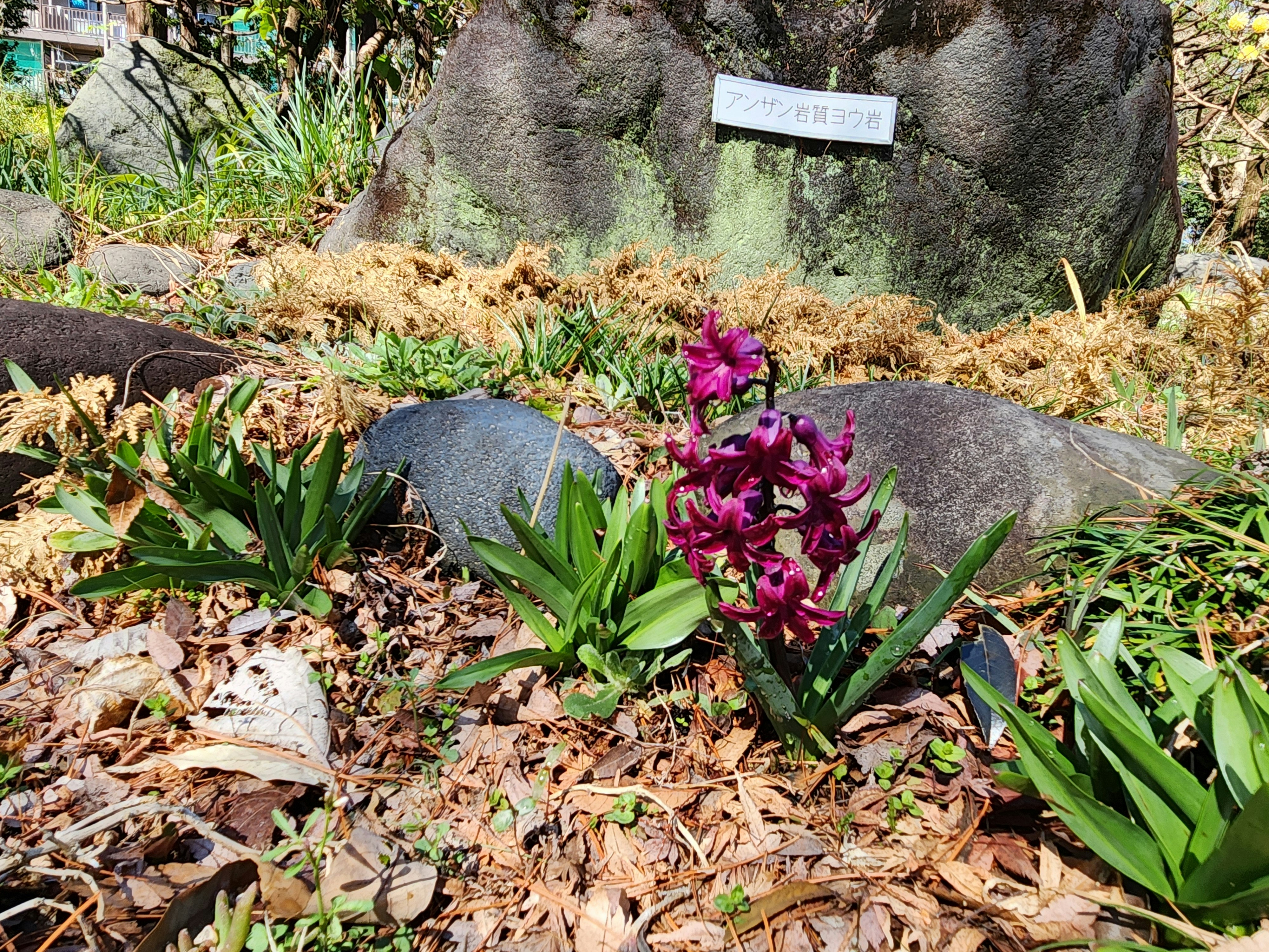 花が咲く石の周りの自然の小さな花壇