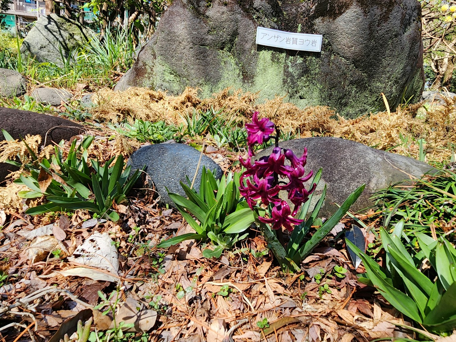 A garden scene featuring purple flowers surrounded by stones and leaves