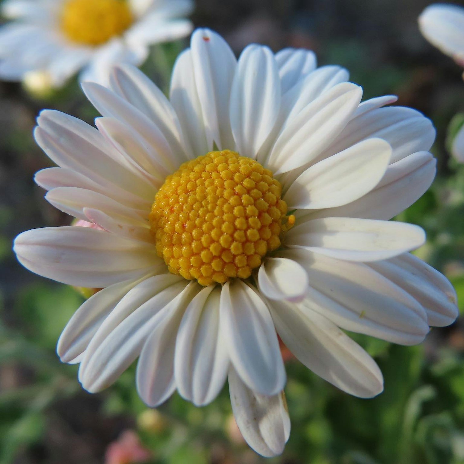 Gros plan sur une marguerite avec des pétales blancs et un centre jaune