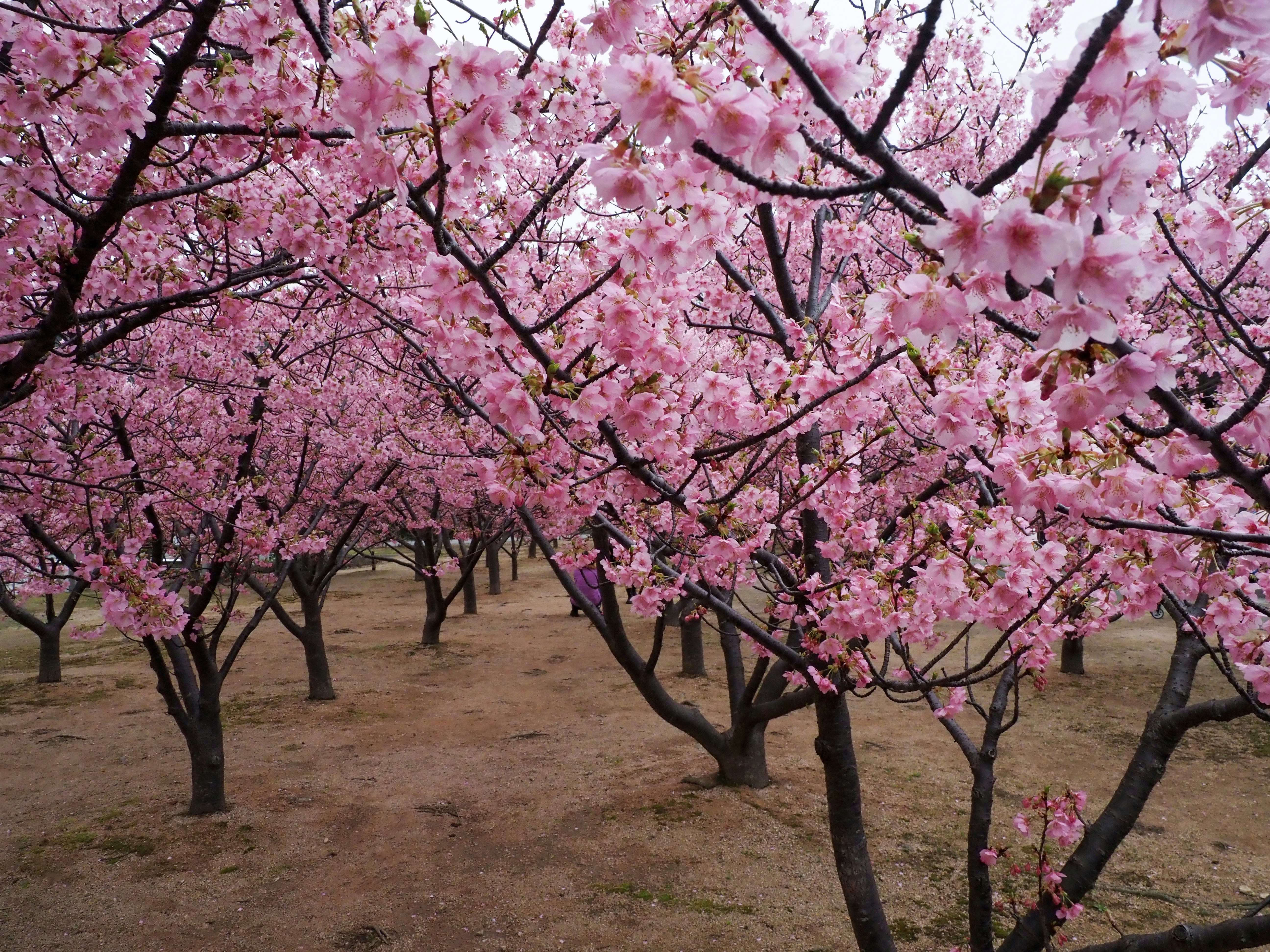 ピンクの桜の並木と花びらの枝