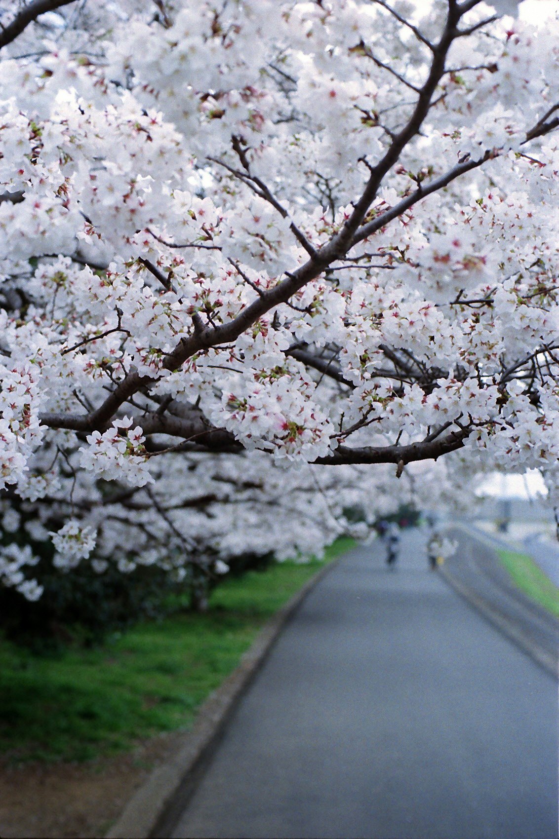 桜の花が咲く並木道と続く田舎道