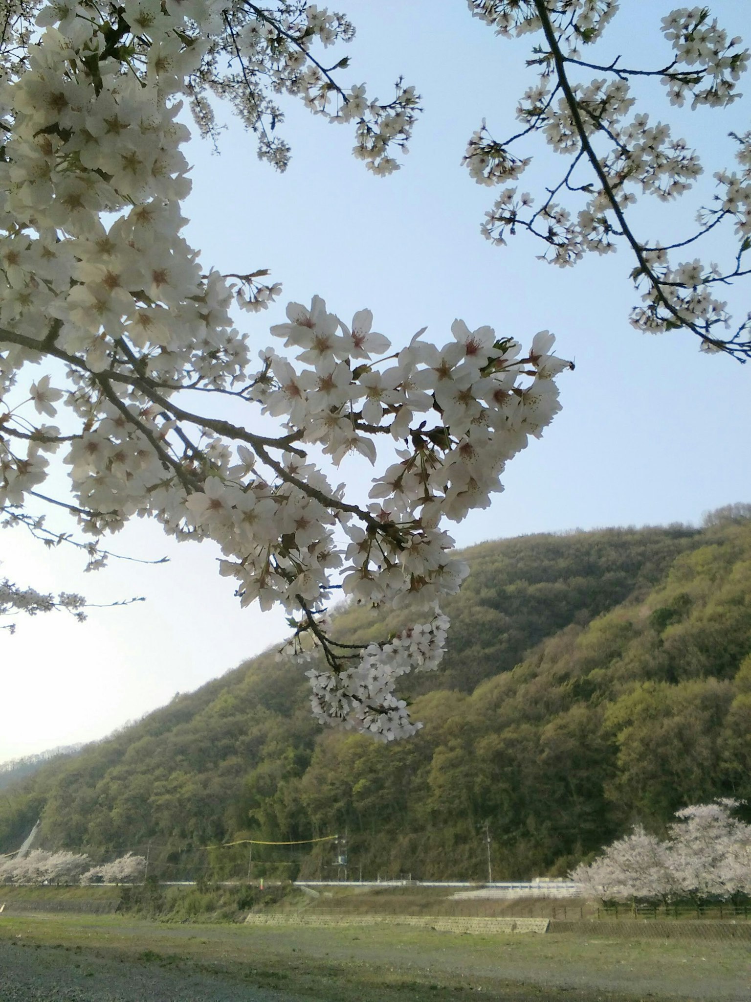 Kirschbaum mit weißen Blüten und grünen Hügeln im Hintergrund