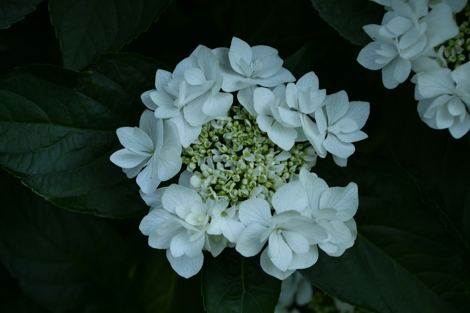 Ein Cluster weißer Hortensienblüten umgeben von grünen Blättern