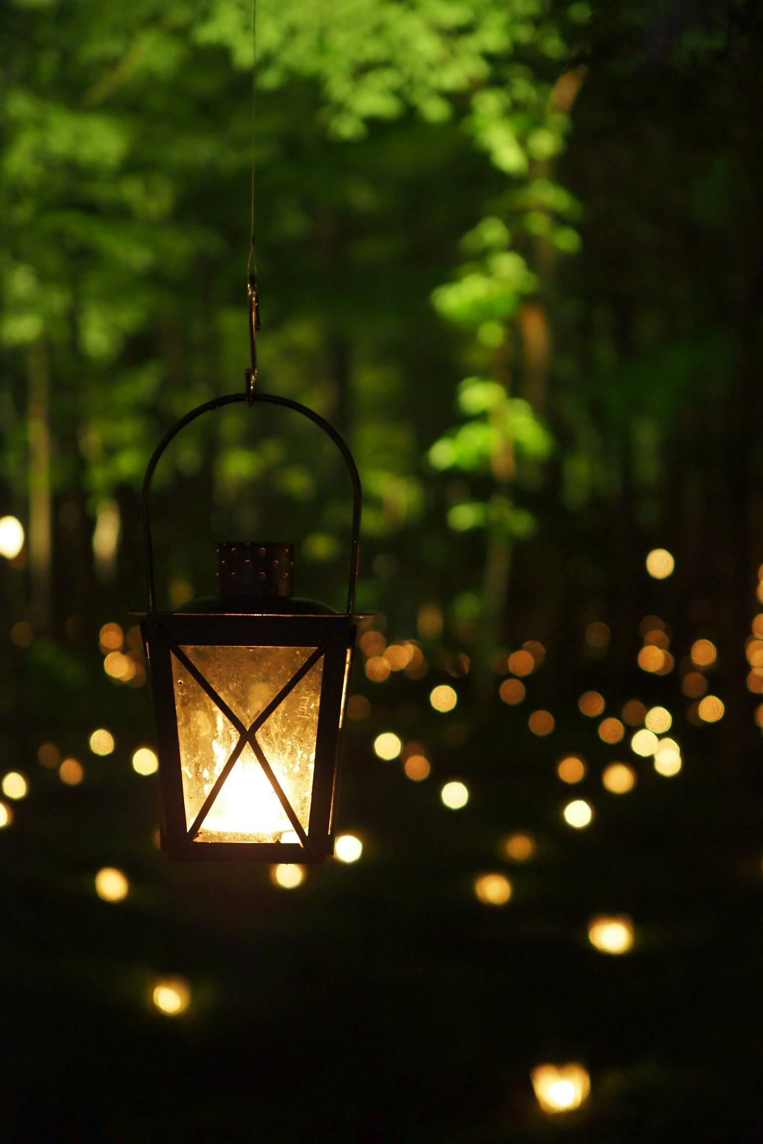 Hanging lantern in a green forest with softly glowing lights
