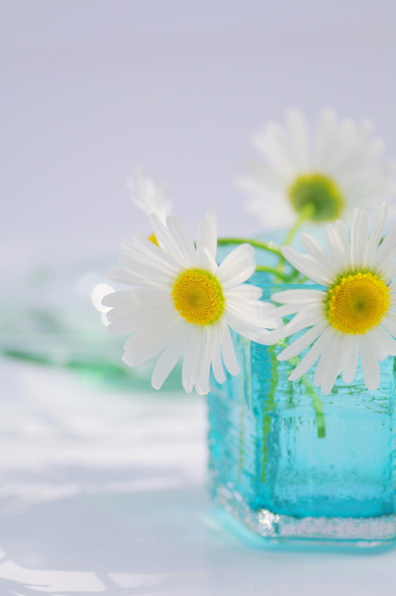 ดอกเดซี่ขาวในแจกันแก้วสีน้ำเงินพร้อมแสงนุ่มนวล