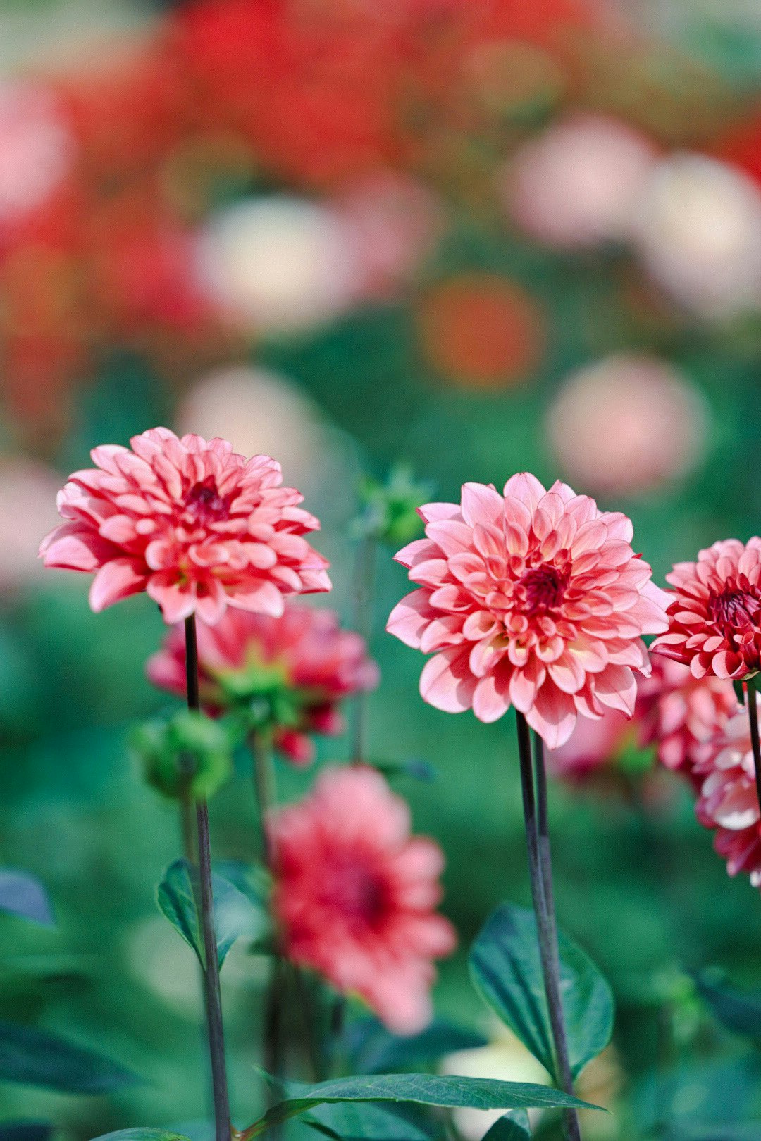 ピンクのダリアの花が咲く花畑のボケ背景