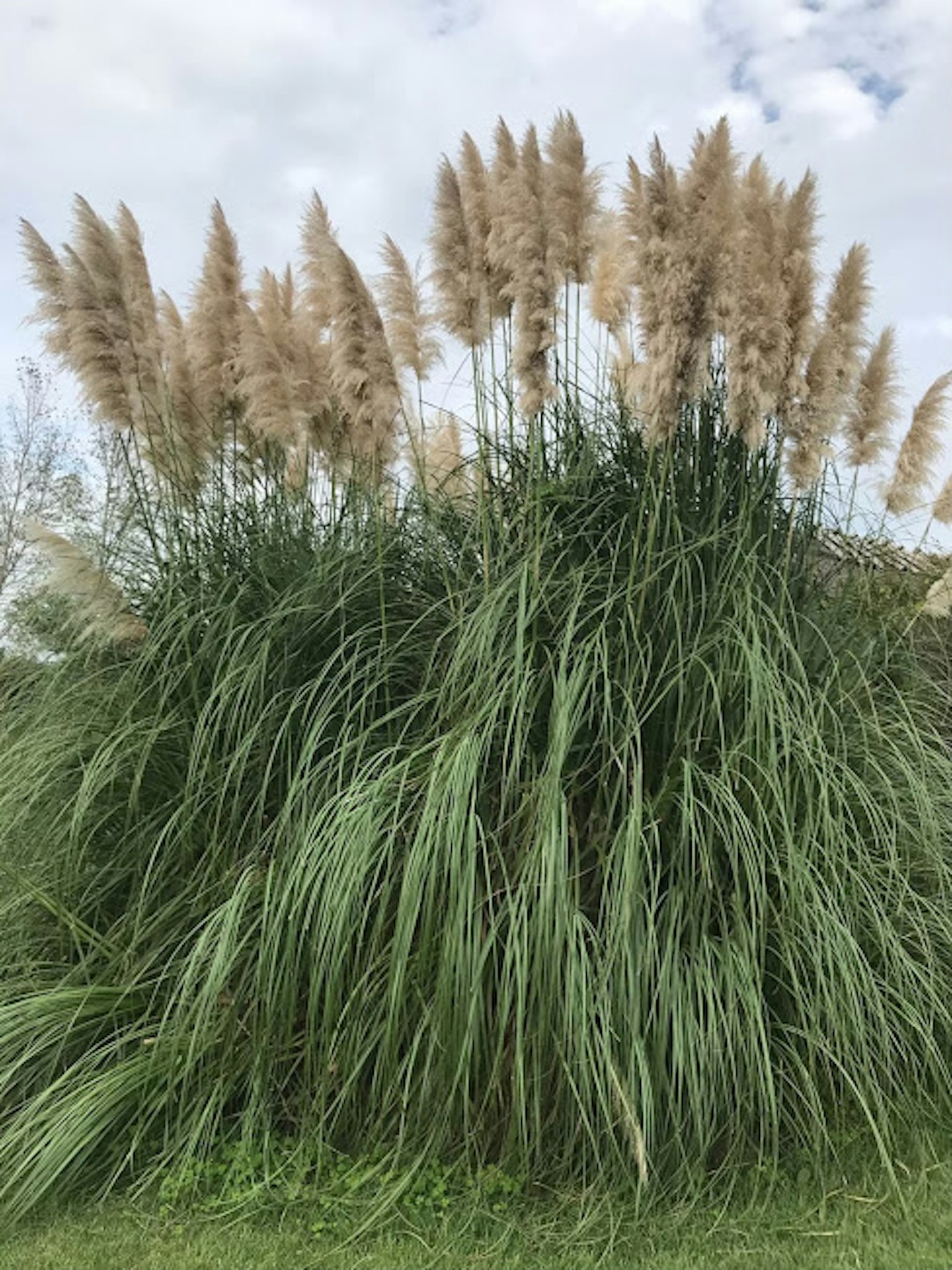 Gran grupo de hierba verde y hierba de la pampas dorada