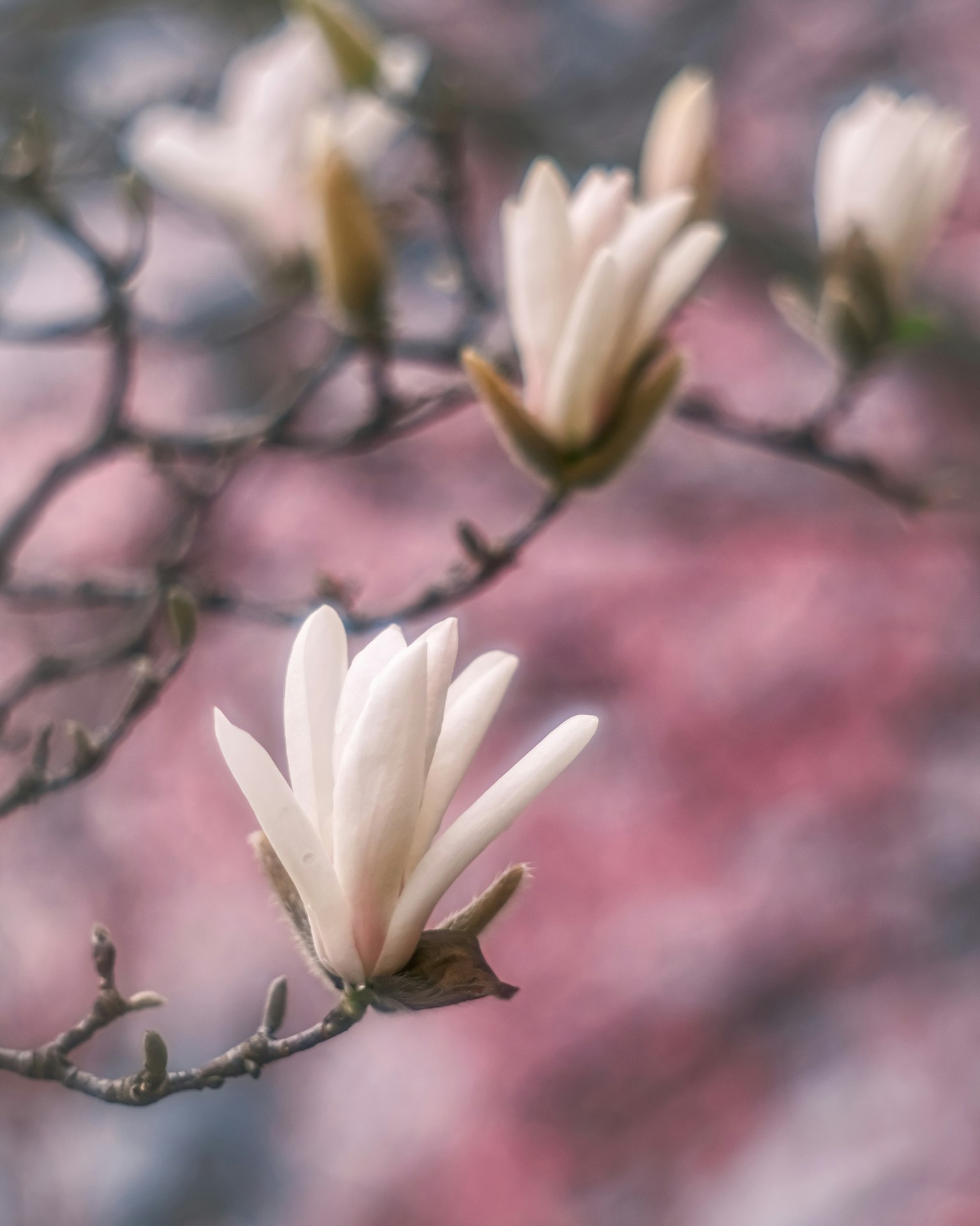 Hoa magnolia trắng tinh tế nở trên nền hồng nhẹ nhàng