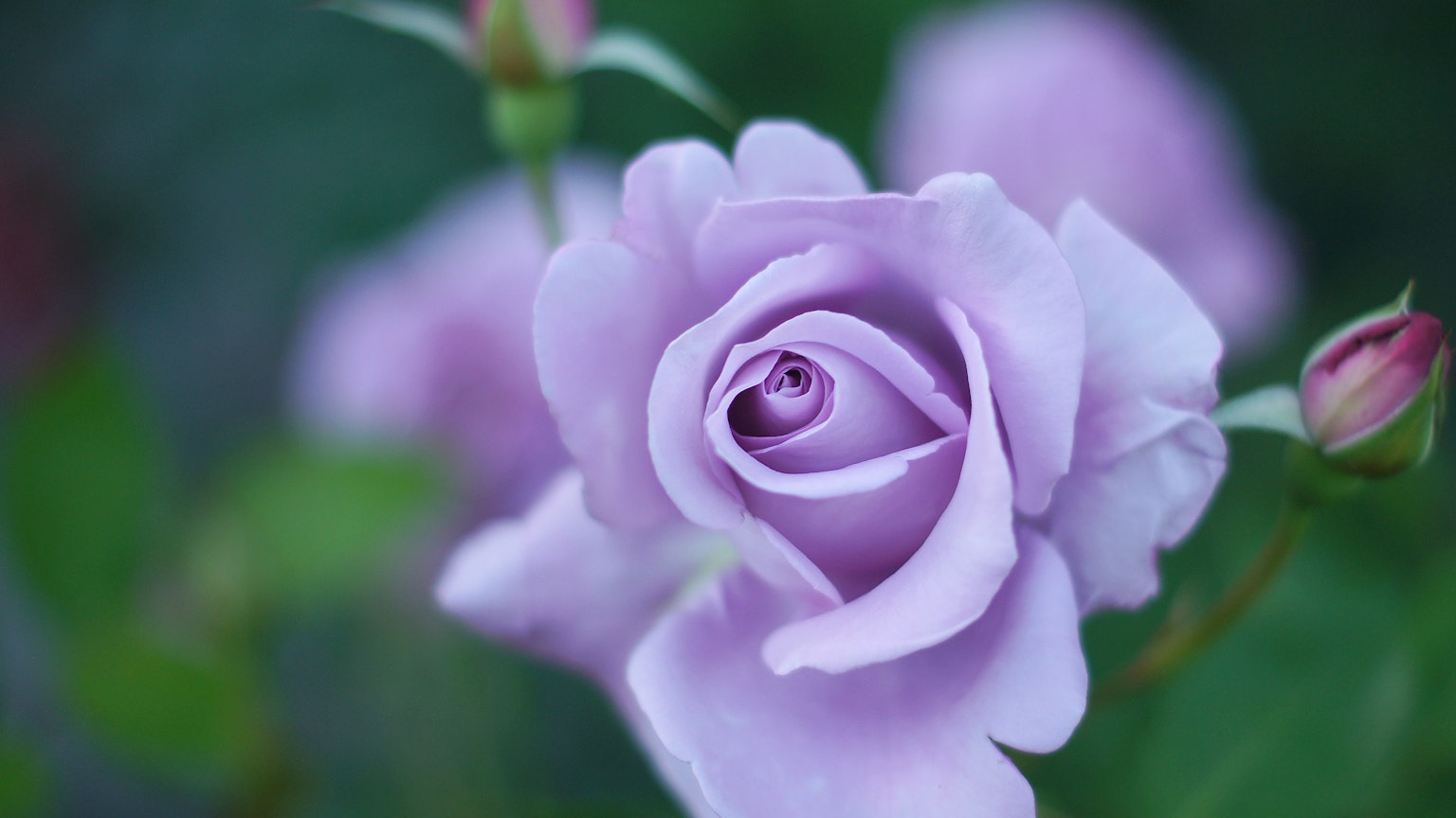 Rosa lavanda in fiore con sfondo verde e boccioli