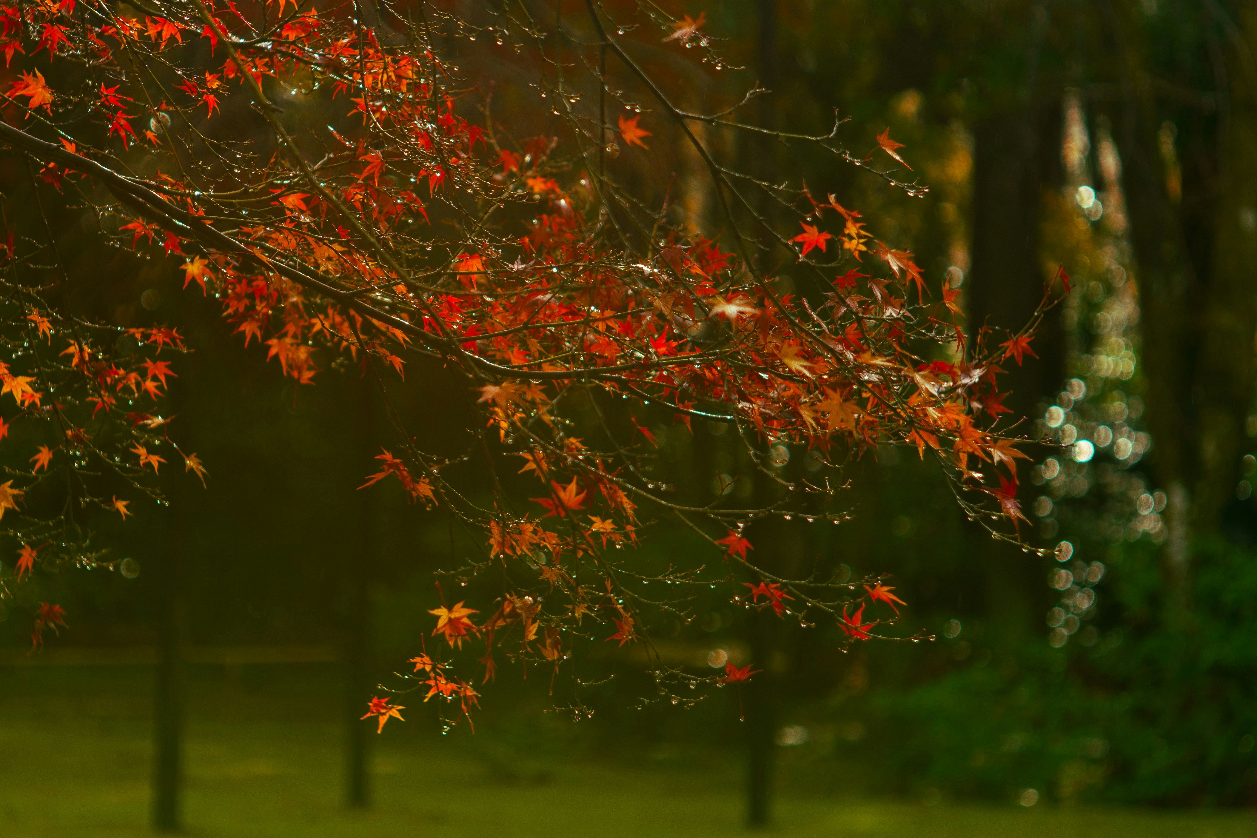 紅葉の枝先が揺れる秋の並木
