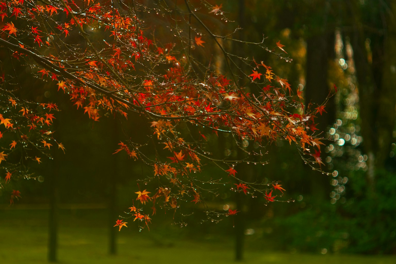 秋天的紅葉特寫與綠色背景