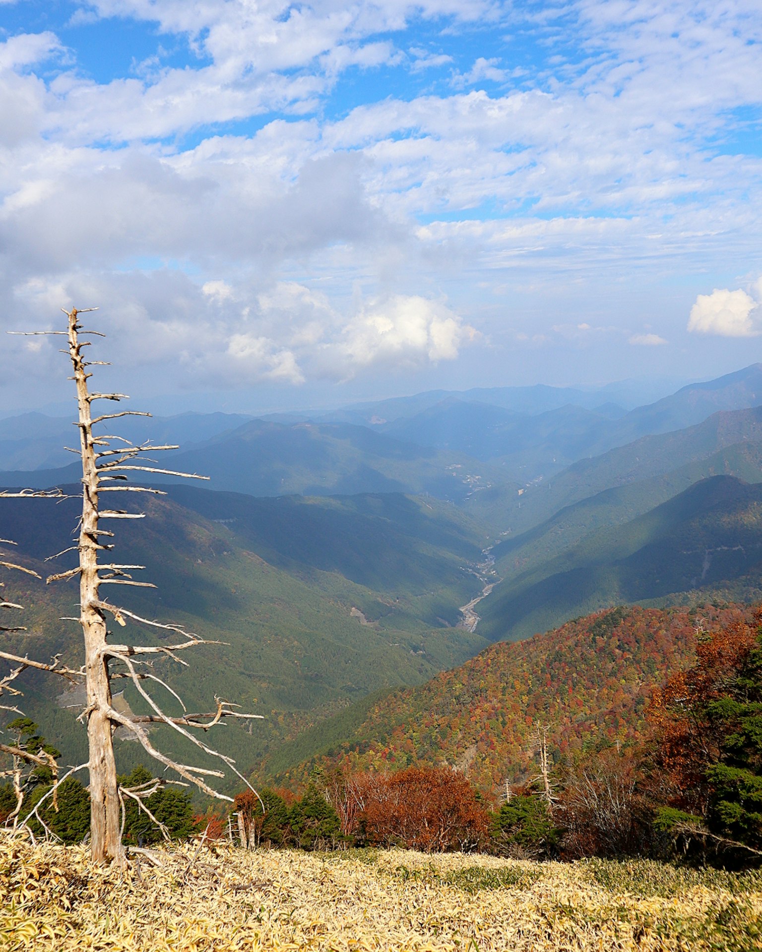 从山上俯瞰山谷的风景，有一棵枯树和色彩斑斓的树叶，蓝天与白云