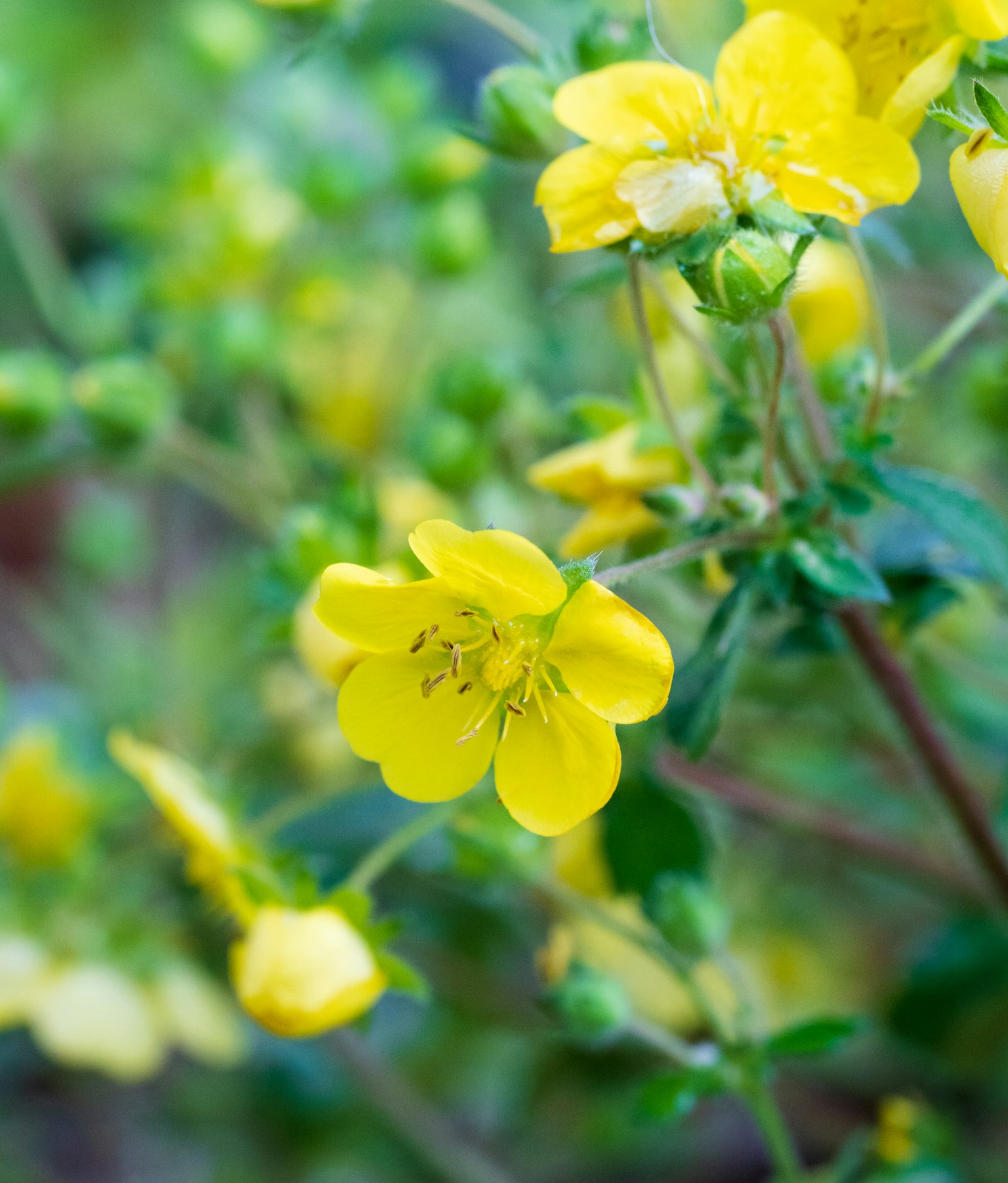 Nahaufnahme einer Pflanze mit lebhaften gelben Blumen