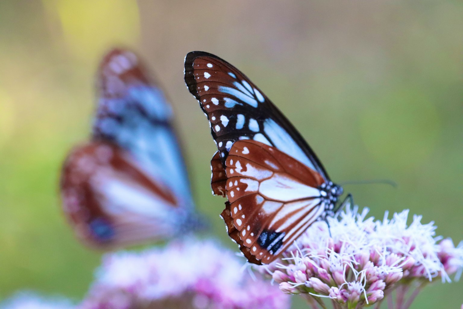 A butterfly with vibrant orange and white patterns resting on a flower
