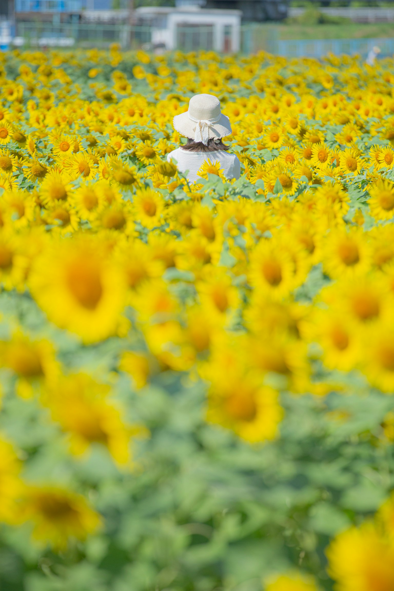 Persona in abbigliamento bianco in un campo di girasoli