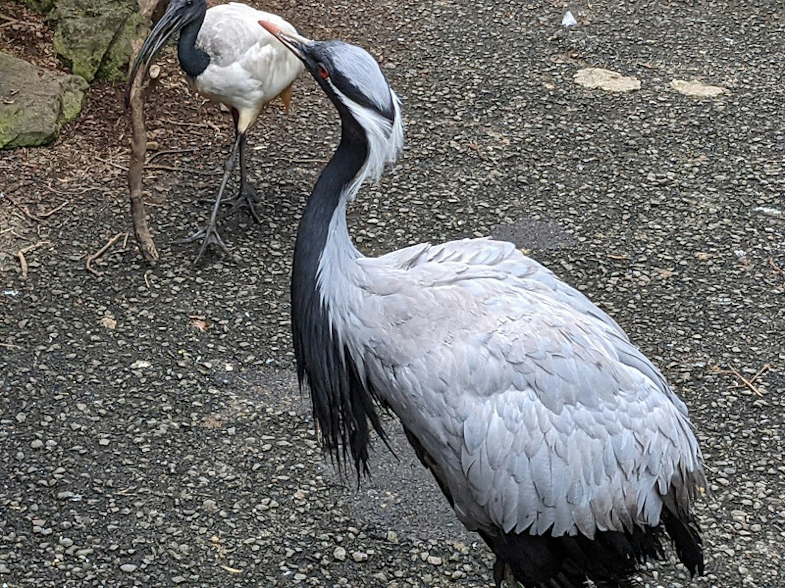 Gray crane standing beside a white bird on a paved surface