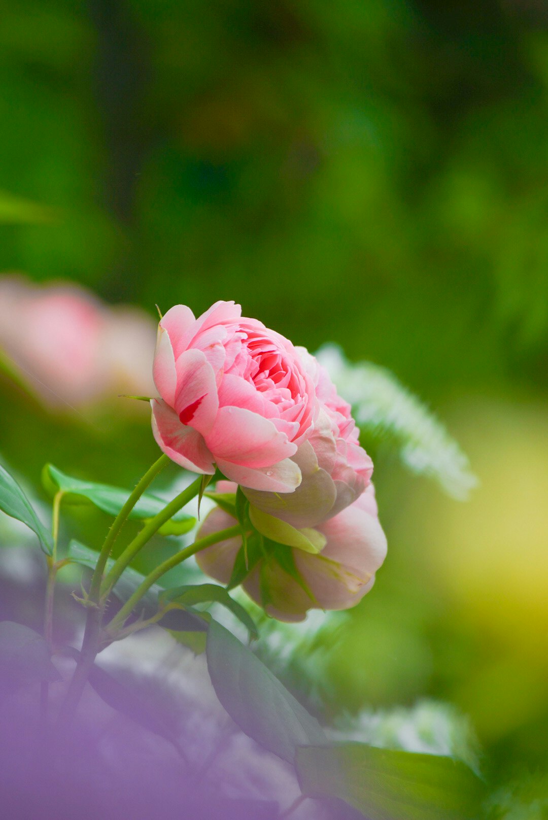 ピンクのバラの花と柔らかなボケの庭