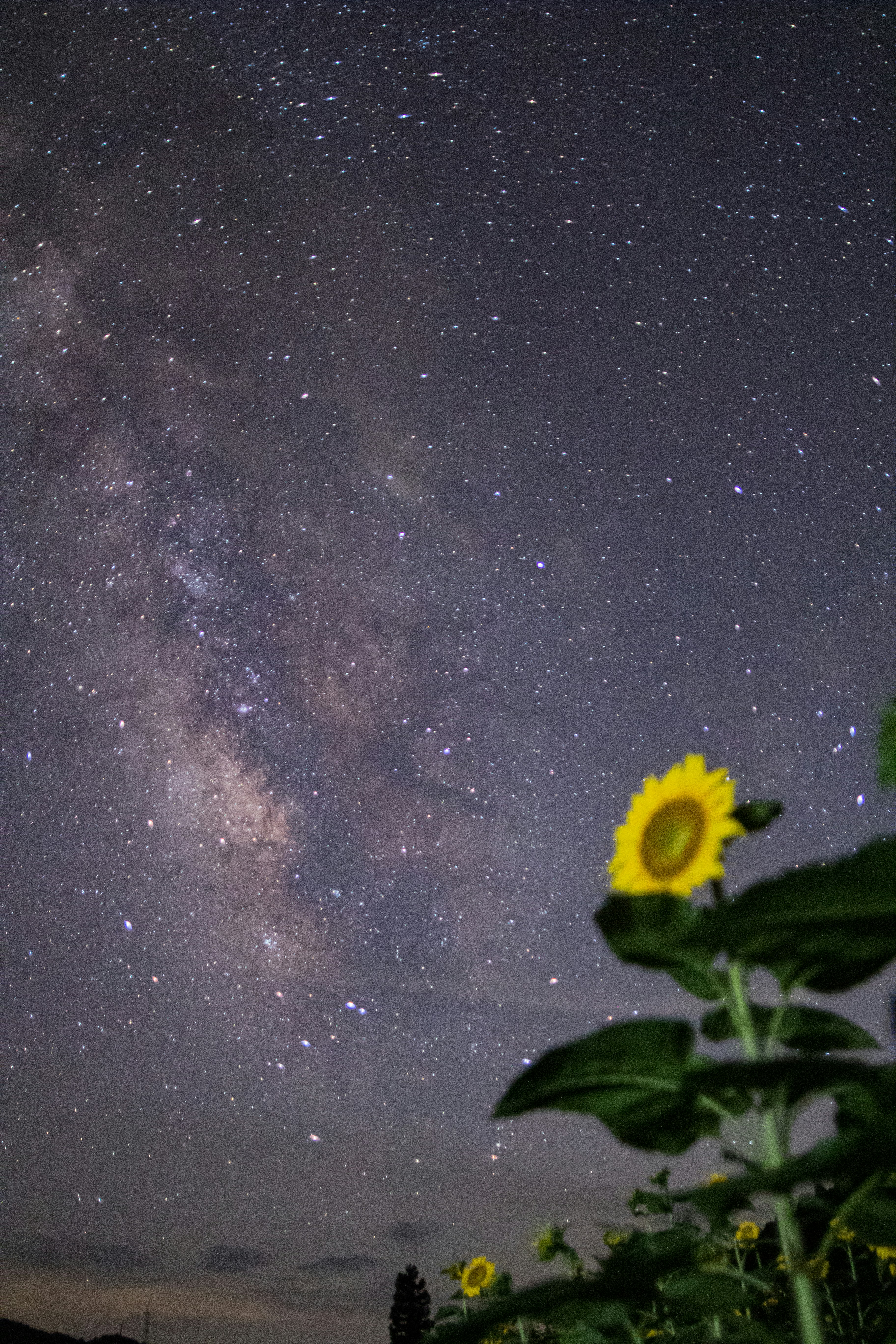 満開のひまわりと夜空の天の川
