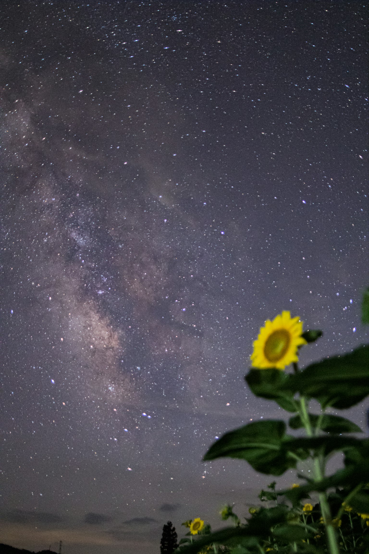 前景中的向日葵與星空和銀河背景