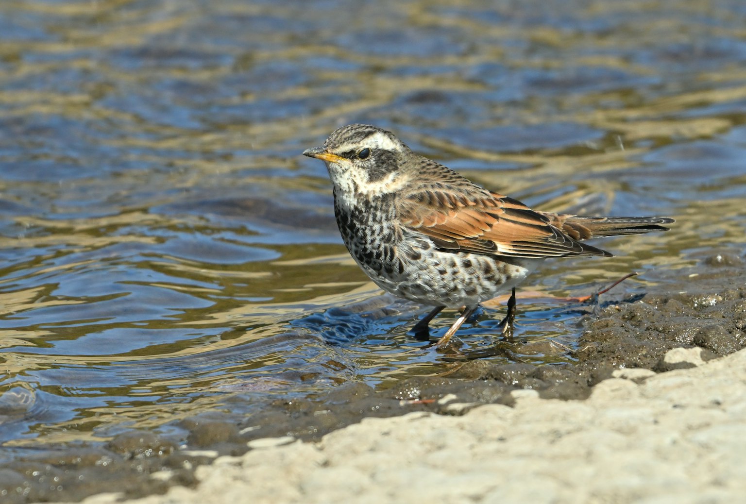 Un uccello in piedi sul bordo dell'acqua con motivi marroni e bianchi superficie d'acqua scintillante