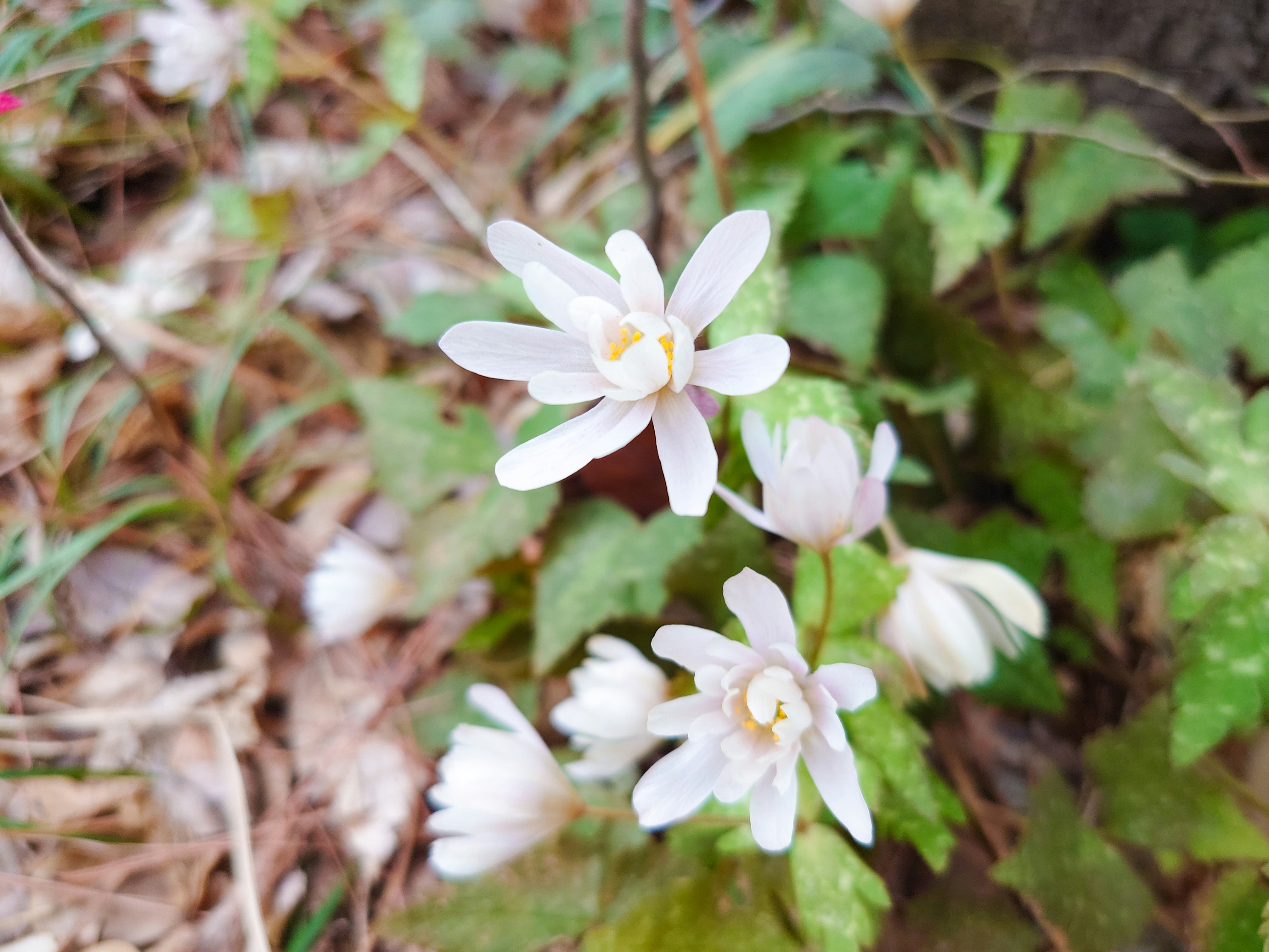 delicate white wildflowers blooming in grass
