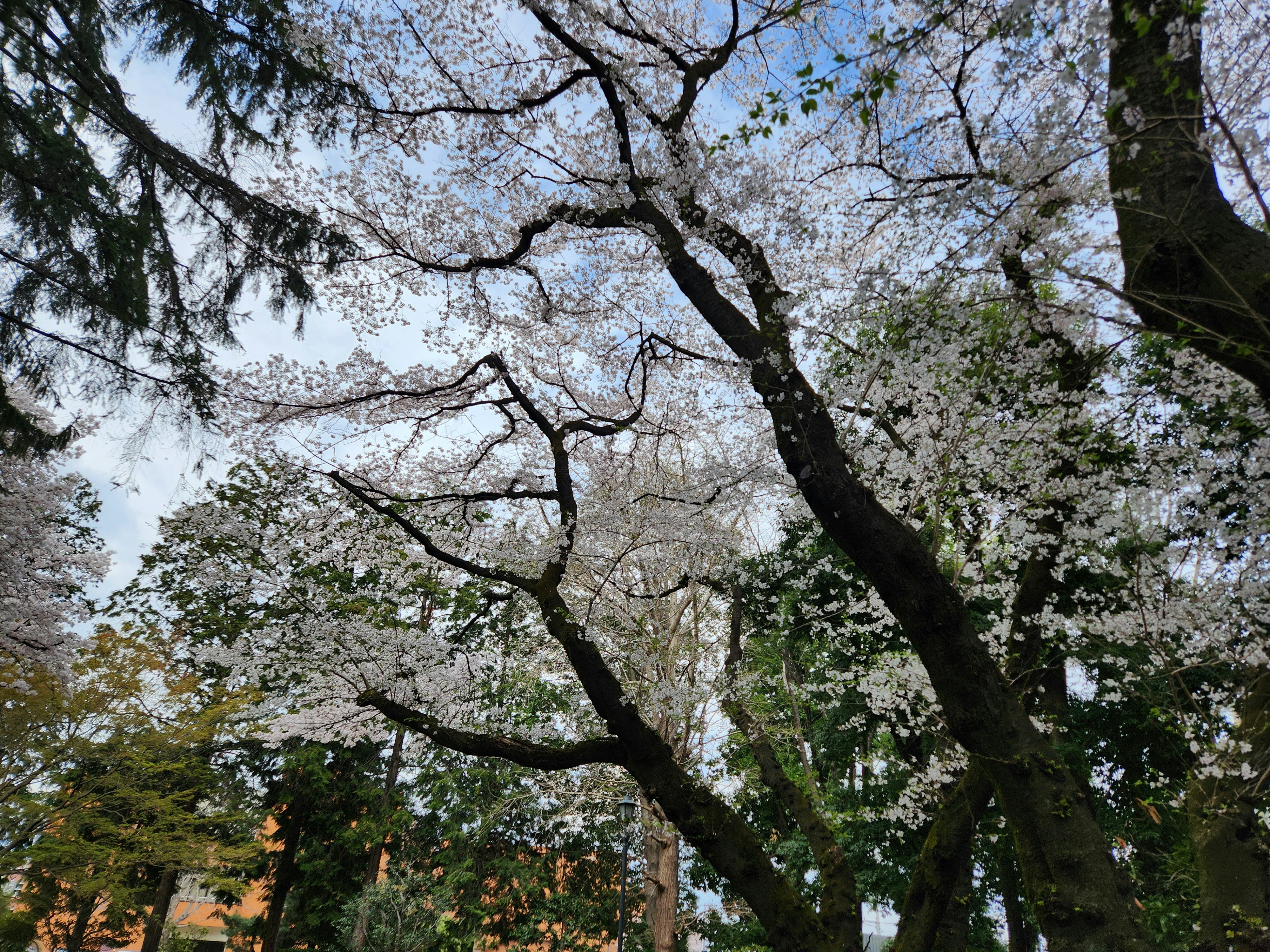桜の咲く並木の下で見上げた春の空と枝