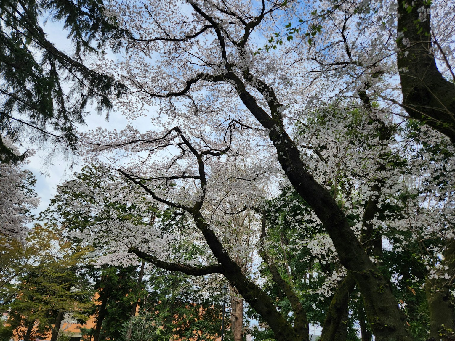 Arbre de cerisier en pleine floraison sous un ciel bleu clair