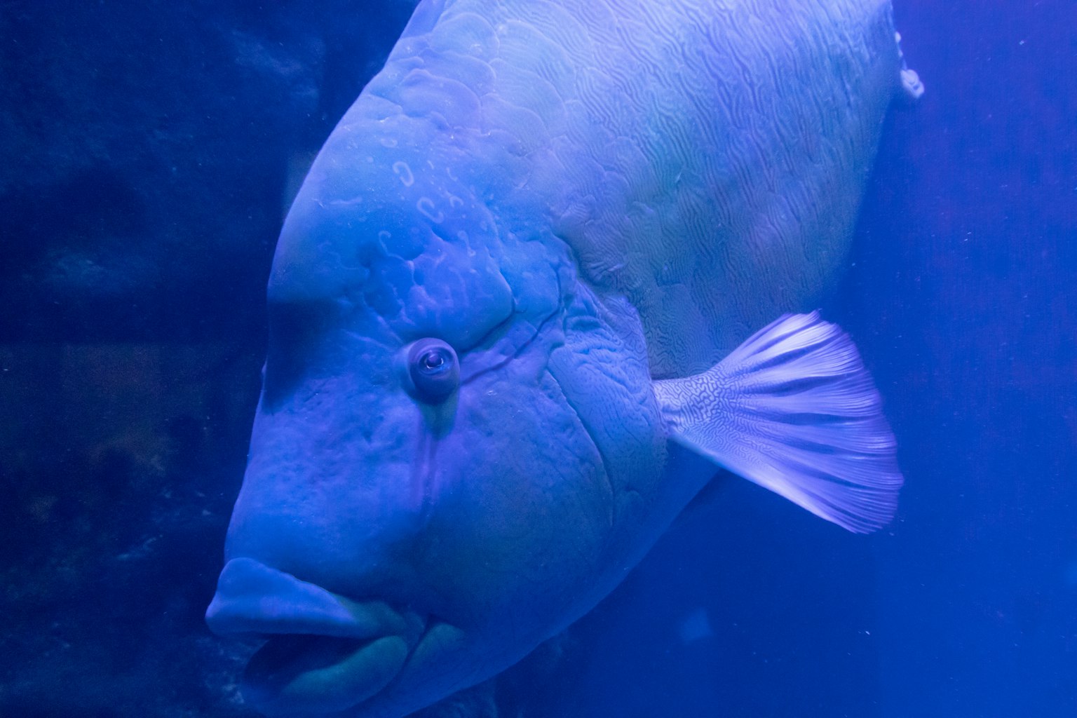 Nahaufnahme eines Fisches, der in blauem Wasser schwimmt
